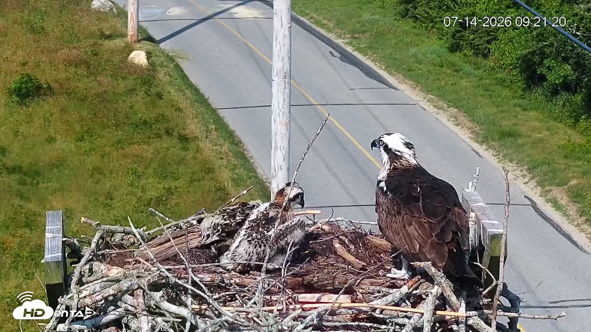 Snapshot of Fishers Island Middle Farms Ospreys Live Webcam taken Jul 14, 2026, 9:22am EDT