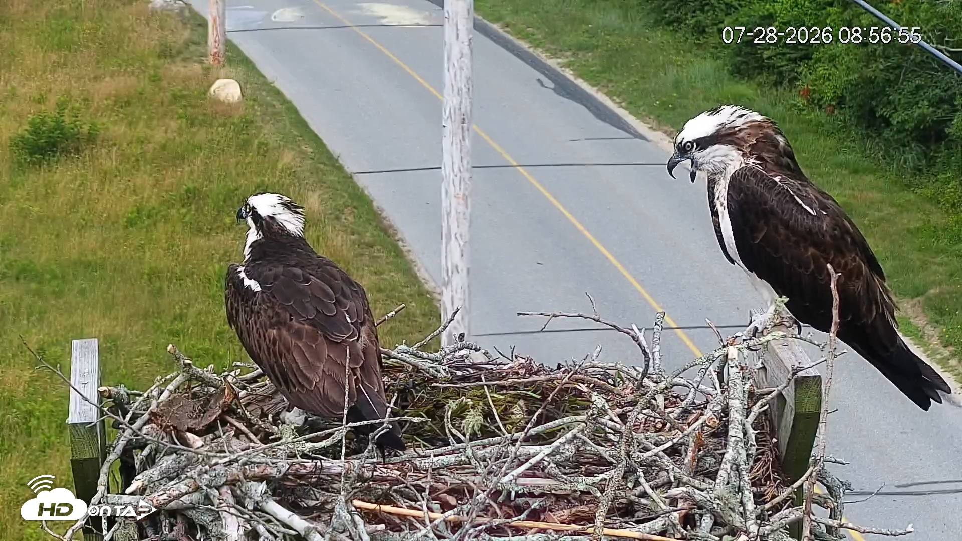 Snapshot of Fishers Island Middle Farms Ospreys Live Webcam taken Jul 28, 2026, 8:57am EDT