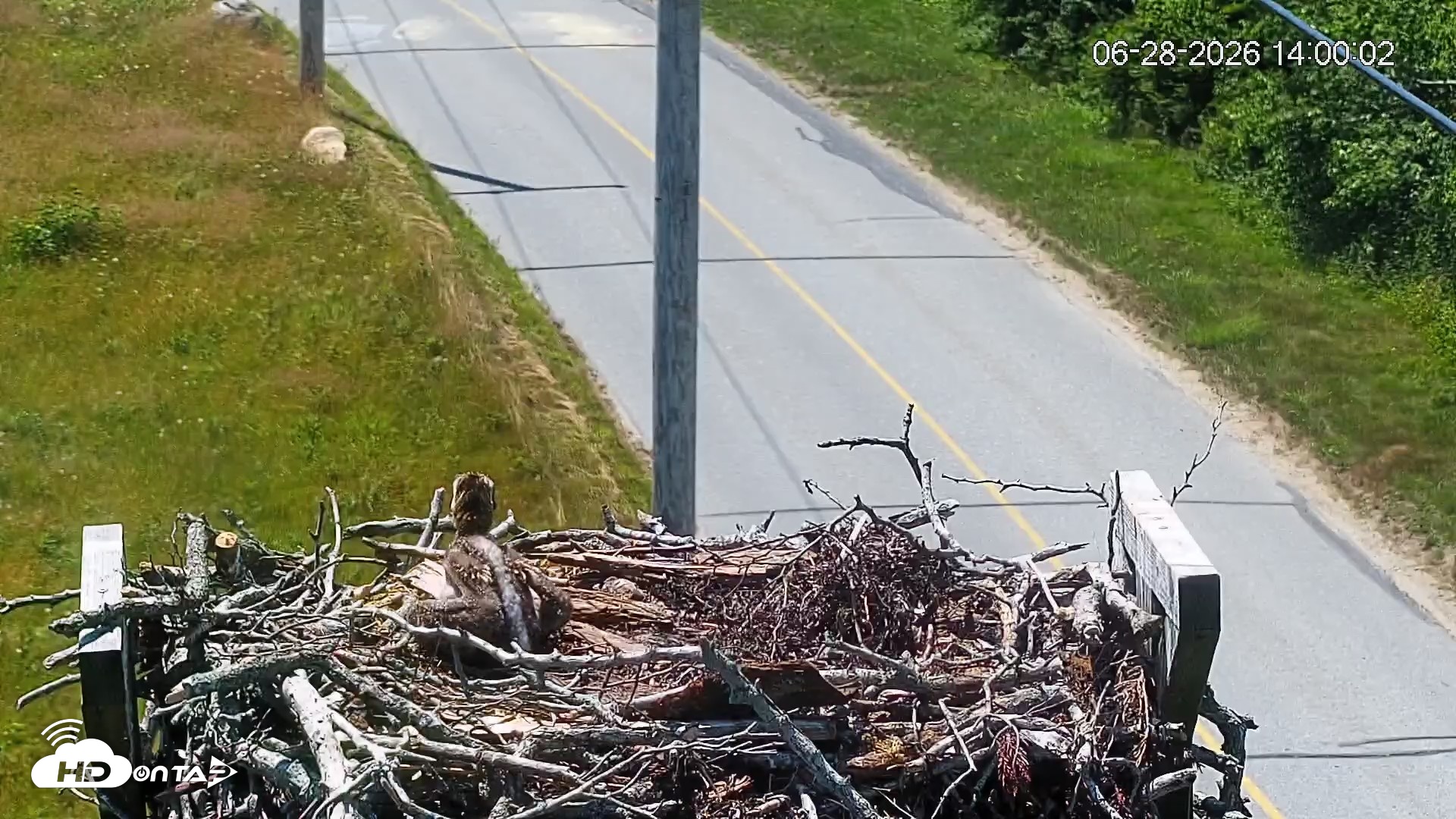 Snapshot of Fishers Island Middle Farms Ospreys Live Webcam taken Jun 28, 2026, 2:01pm EDT