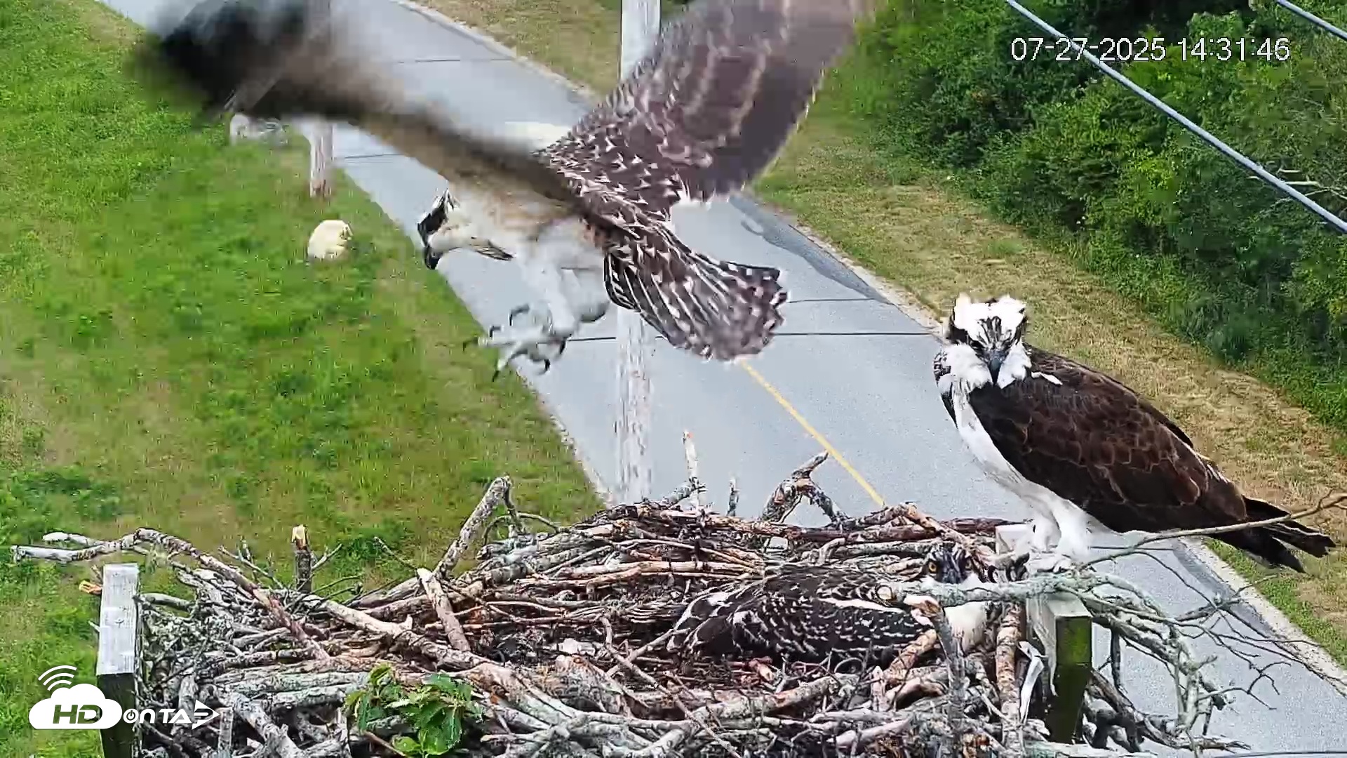 Snapshot of Fishers Island Middle Farms Ospreys Live Webcam taken Jul 27, 2025, 3:20pm EDT