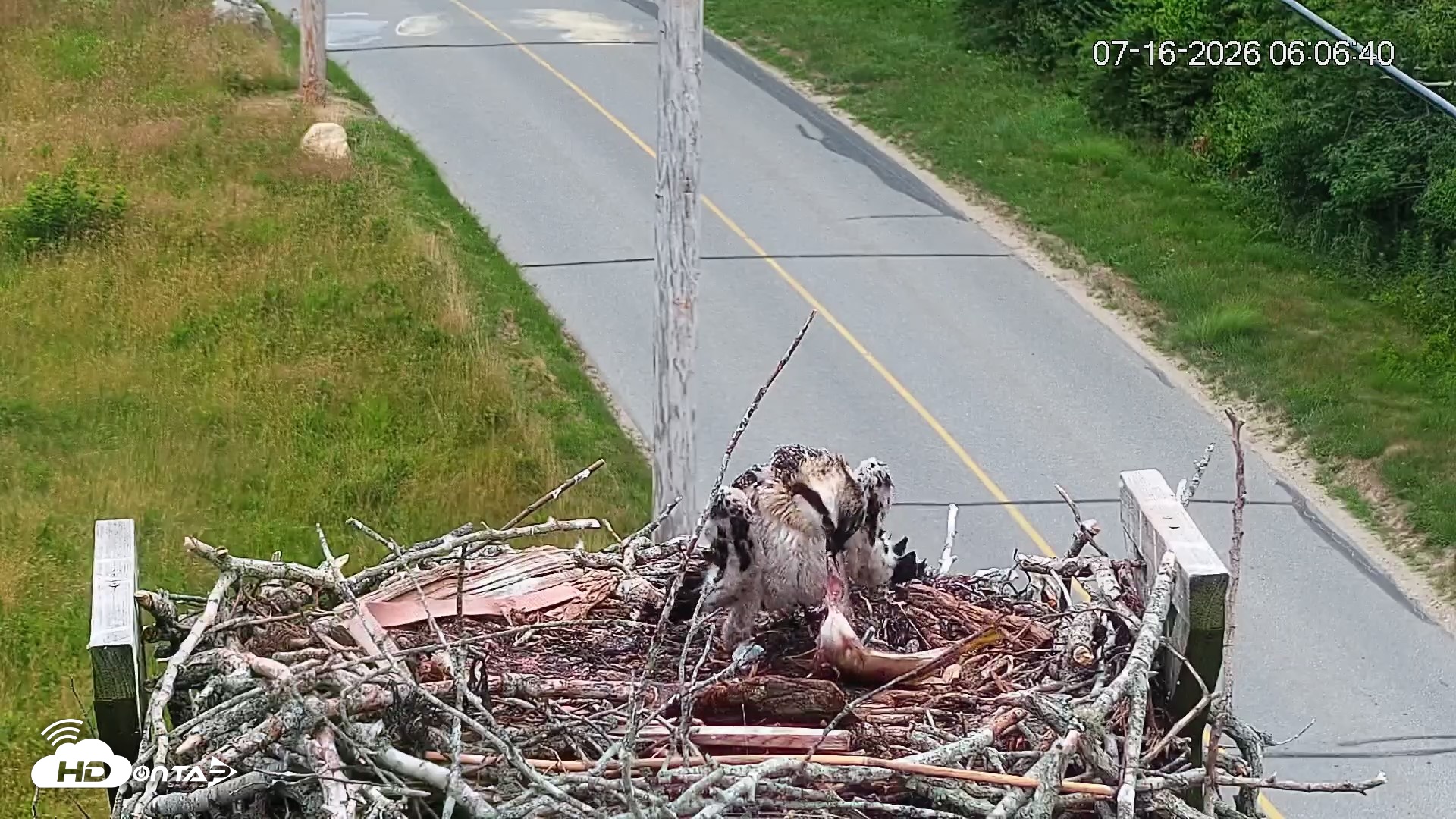 Snapshot of Fishers Island Middle Farms Ospreys Live Webcam taken Jul 16, 2026, 6:07am EDT