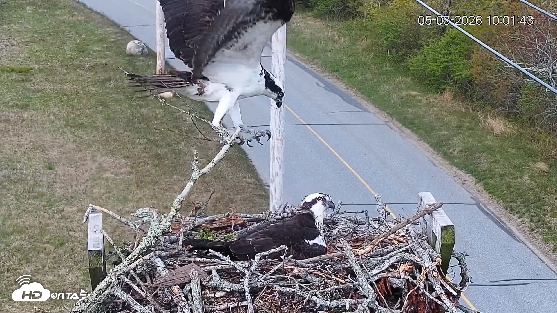 Snapshot of Fishers Island Middle Farms Ospreys Live Webcam taken May 3, 2026, 11:00am EDT