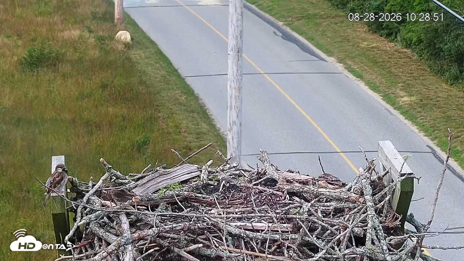 Snapshot of Fishers Island Middle Farms Ospreys Live Webcam taken Aug 28, 2026, 10:29am EDT