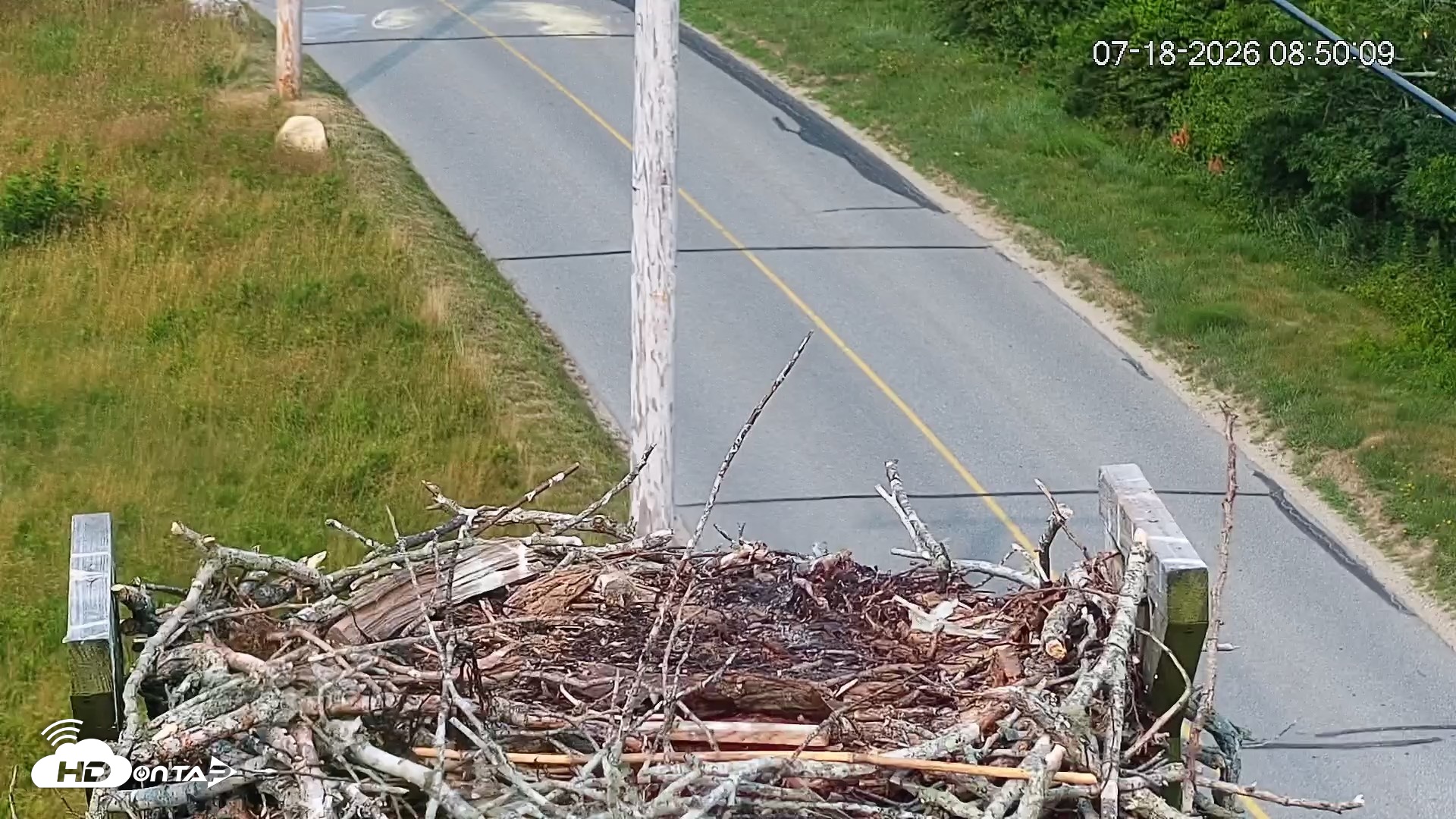 Snapshot of Fishers Island Middle Farms Ospreys Live Webcam taken Jul 18, 2026, 8:50am EDT