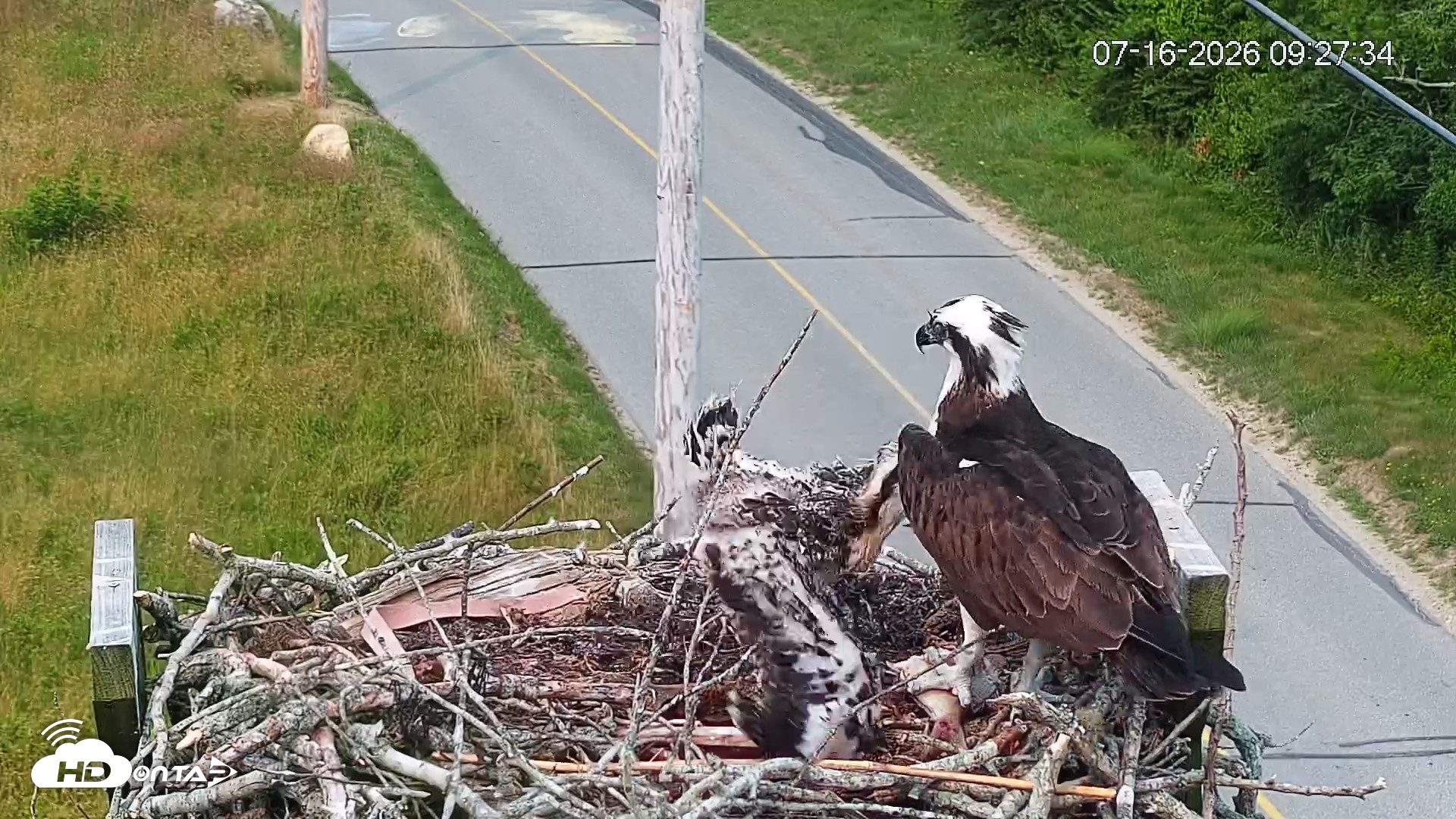Snapshot of Fishers Island Middle Farms Ospreys Live Webcam taken Jul 16, 2026, 9:31am EDT