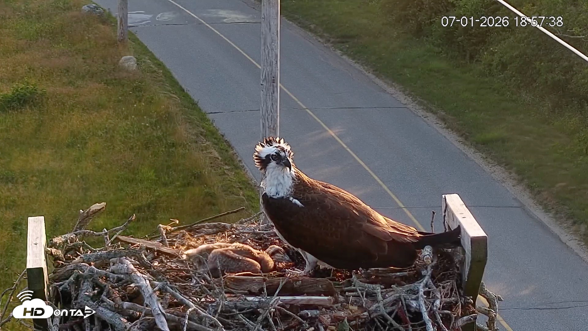 Snapshot of Fishers Island Middle Farms Ospreys Live Webcam taken Jul 1, 2026, 6:59pm EDT