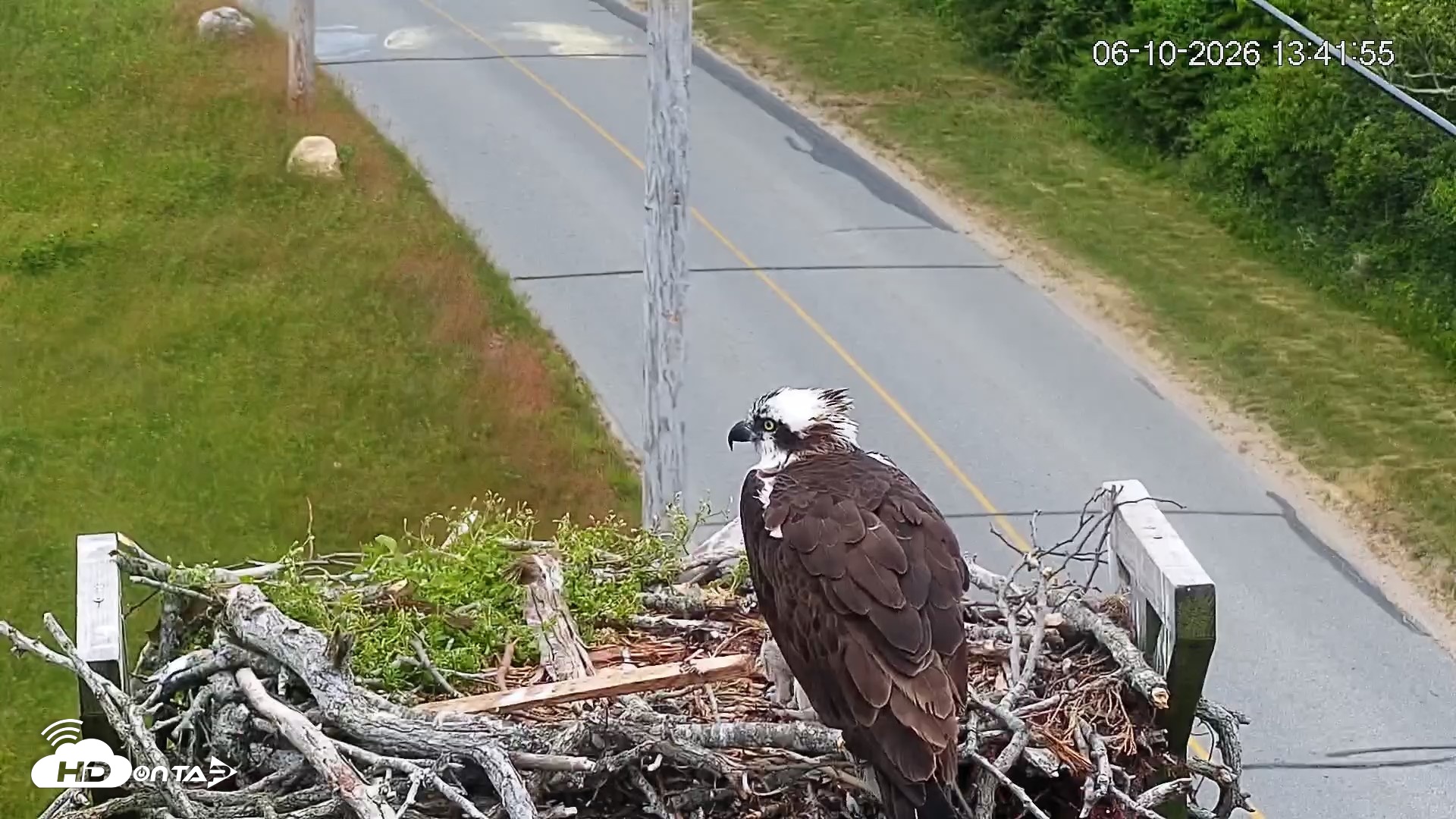 Snapshot of Fishers Island Middle Farms Ospreys Live Webcam taken Jun 10, 2026, 1:43pm EDT