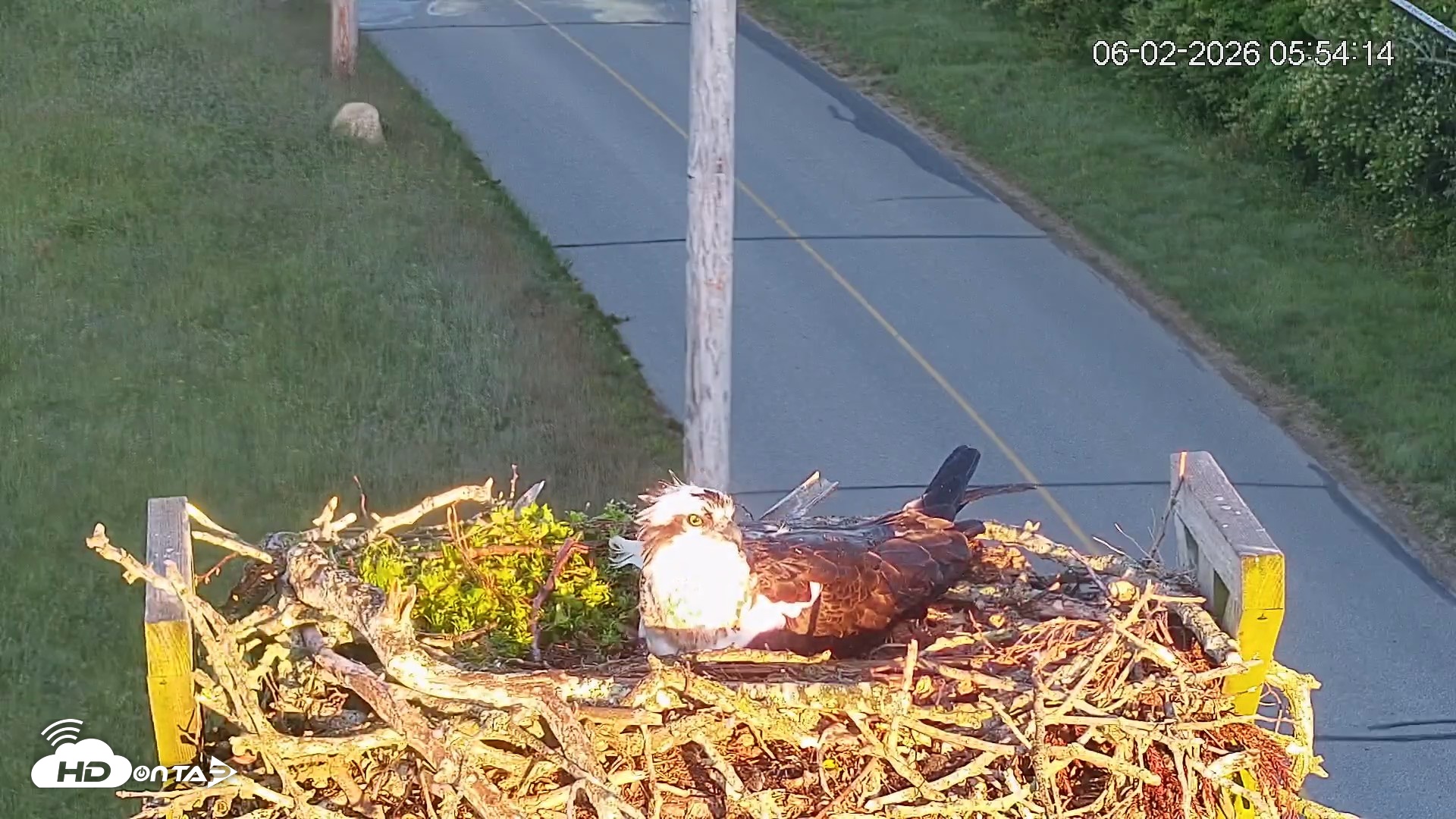 Snapshot of Fishers Island Middle Farms Ospreys Live Webcam taken Jun 2, 2026, 5:55am EDT