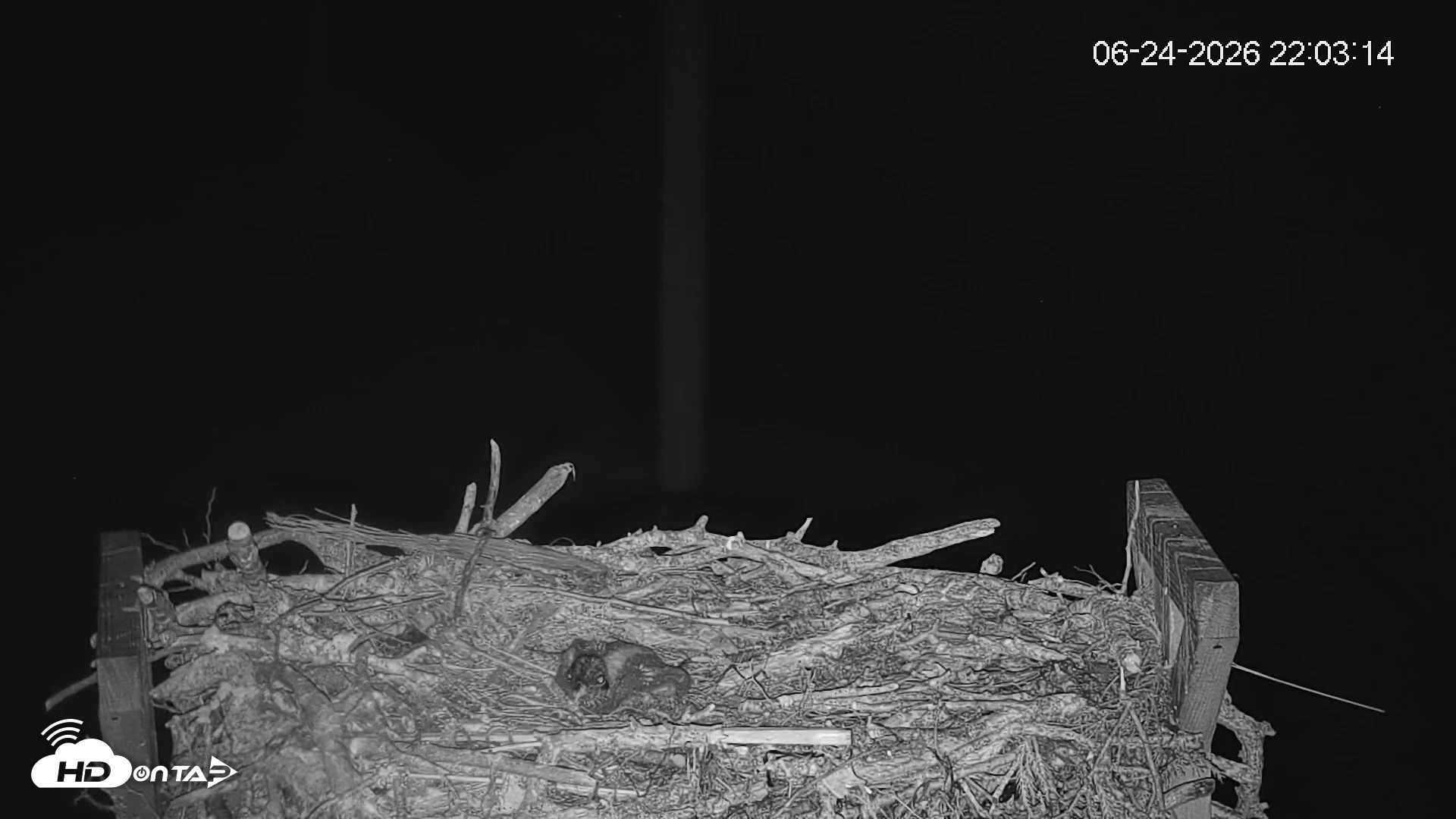 Snapshot of Fishers Island Middle Farms Ospreys Live Webcam taken Jun 24, 2026, 10:03pm EDT