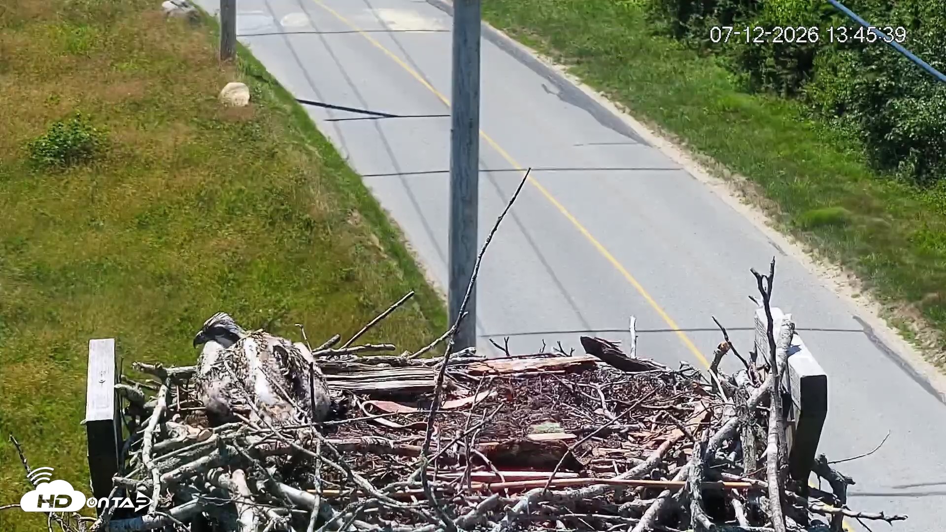 Snapshot of Fishers Island Middle Farms Ospreys Live Webcam taken Jul 12, 2026, 1:46pm EDT