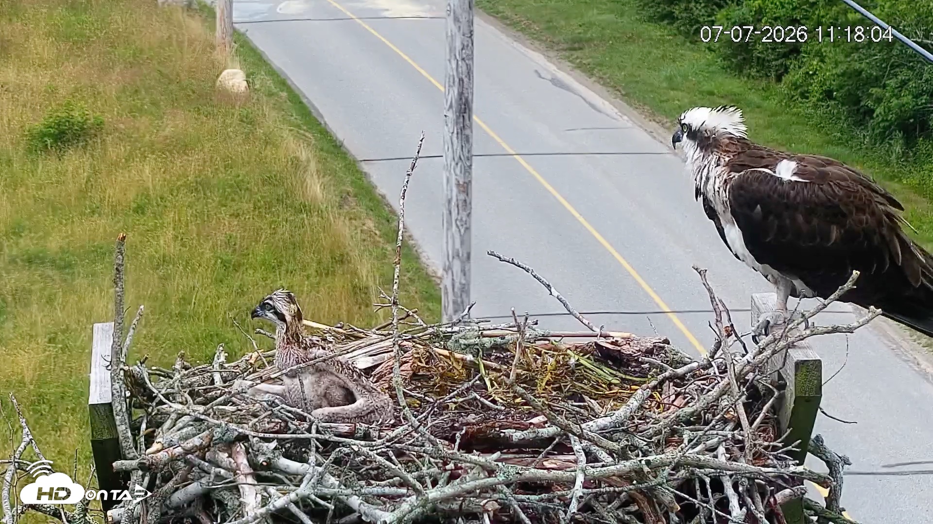 Snapshot of Fishers Island Middle Farms Ospreys Live Webcam taken Jul 7, 2026, 11:18am EDT