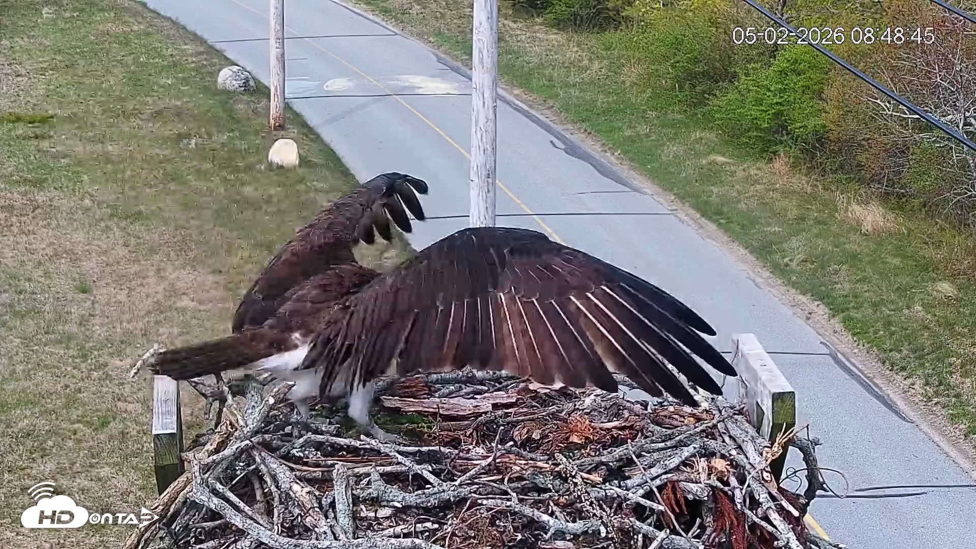 Snapshot of Fishers Island Middle Farms Ospreys Live Webcam taken May 2, 2026, 9:10am EDT