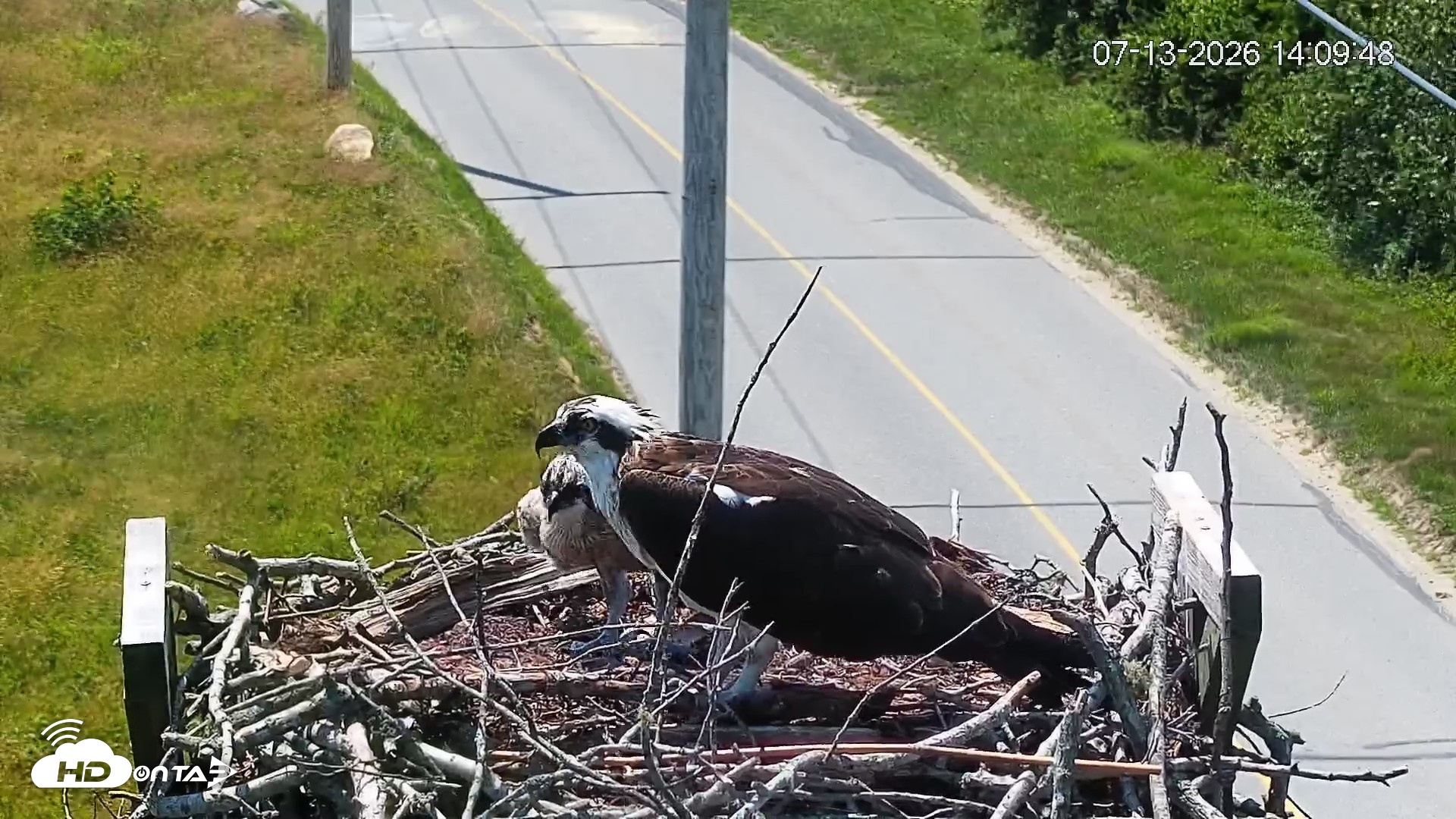 Snapshot of Fishers Island Middle Farms Ospreys Live Webcam taken Jul 13, 2026, 2:10pm EDT