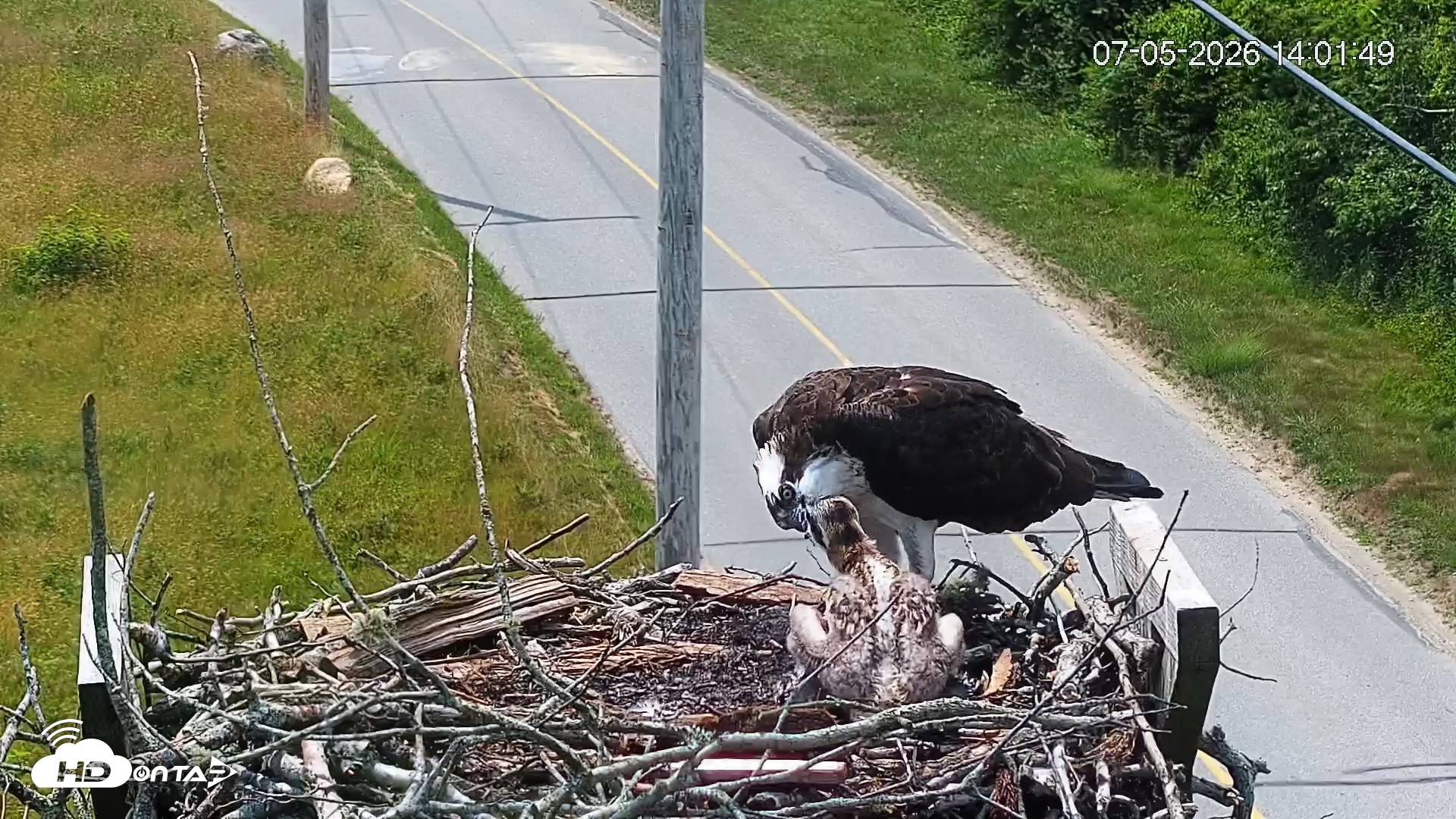 Snapshot of Fishers Island Middle Farms Ospreys Live Webcam taken Jul 5, 2026, 2:02pm EDT