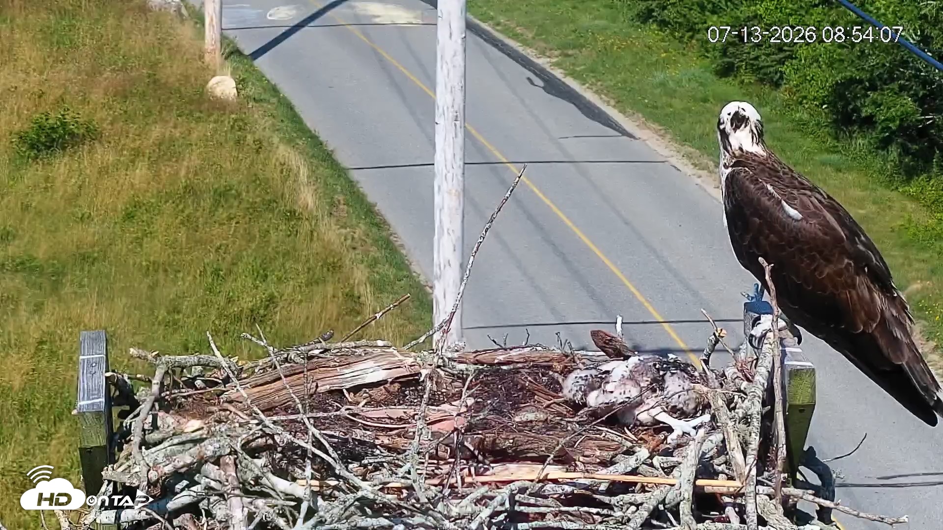 Snapshot of Fishers Island Middle Farms Ospreys Live Webcam taken Jul 13, 2026, 8:54am EDT