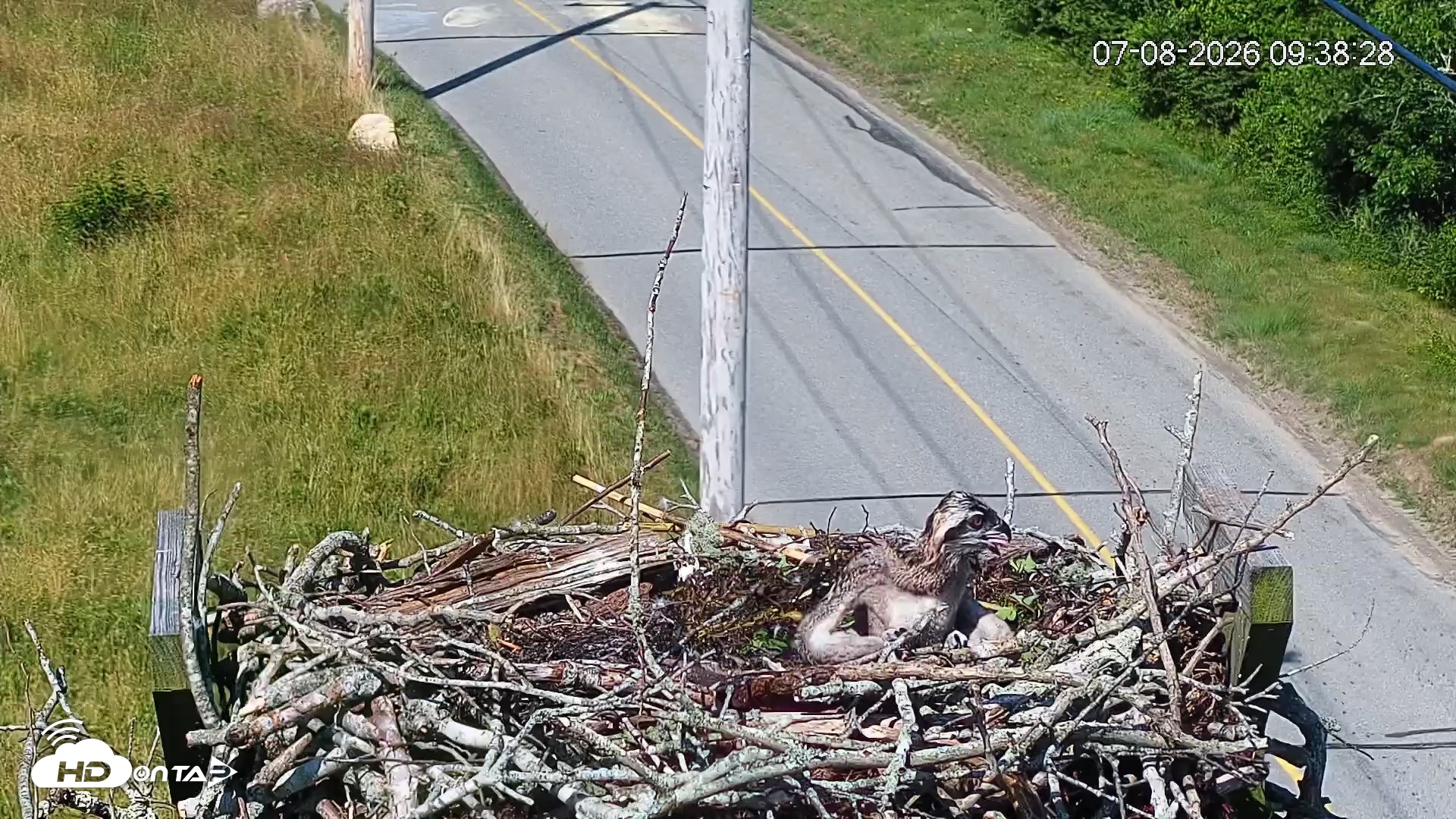 Snapshot of Fishers Island Middle Farms Ospreys Live Webcam taken Jul 8, 2026, 9:39am EDT