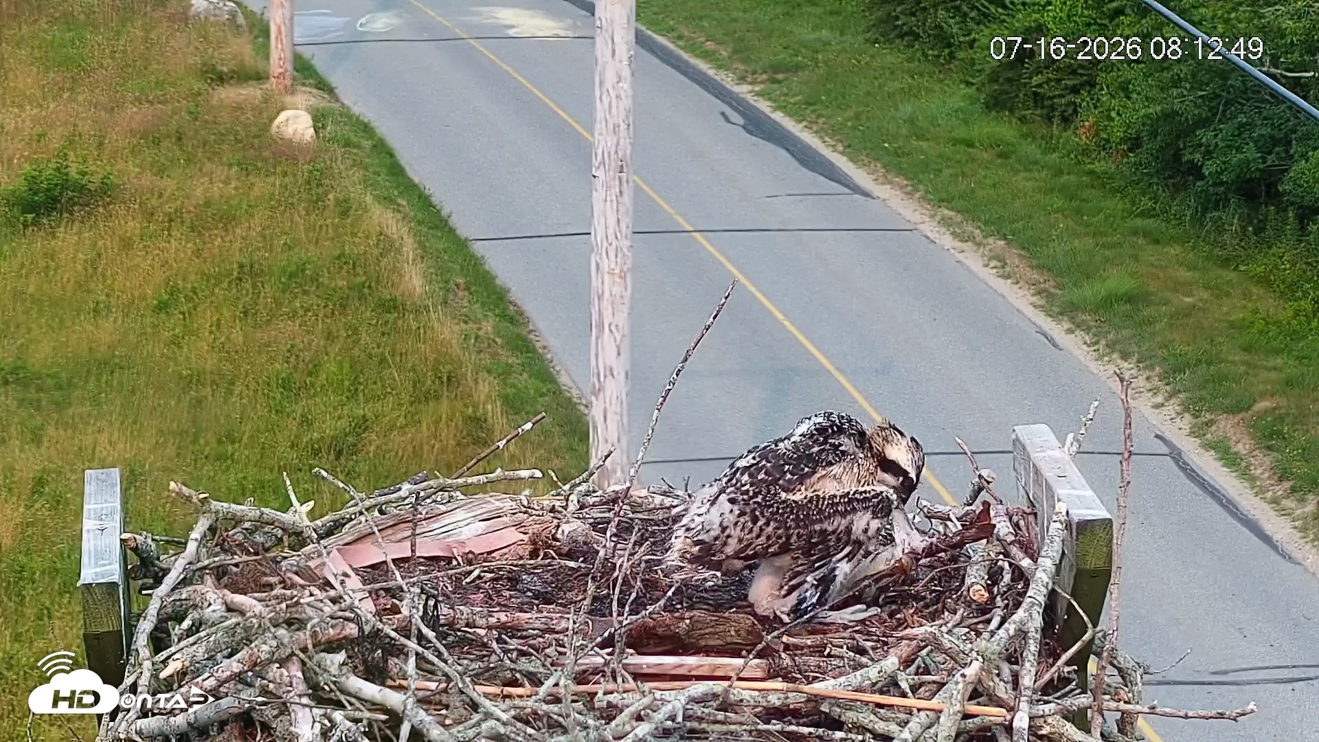 Snapshot of Fishers Island Middle Farms Ospreys Live Webcam taken Jul 16, 2026, 8:13am EDT
