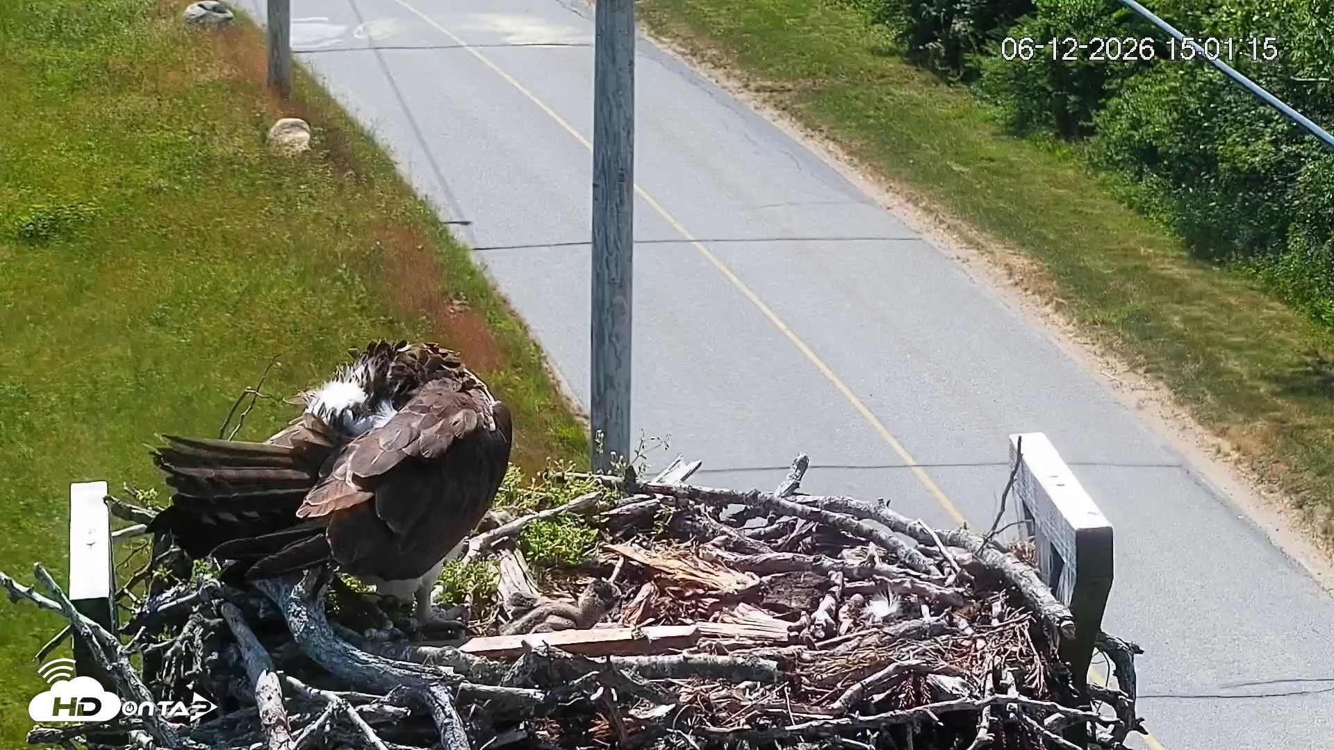 Snapshot of Fishers Island Middle Farms Ospreys Live Webcam taken Jun 12, 2026, 3:02pm EDT