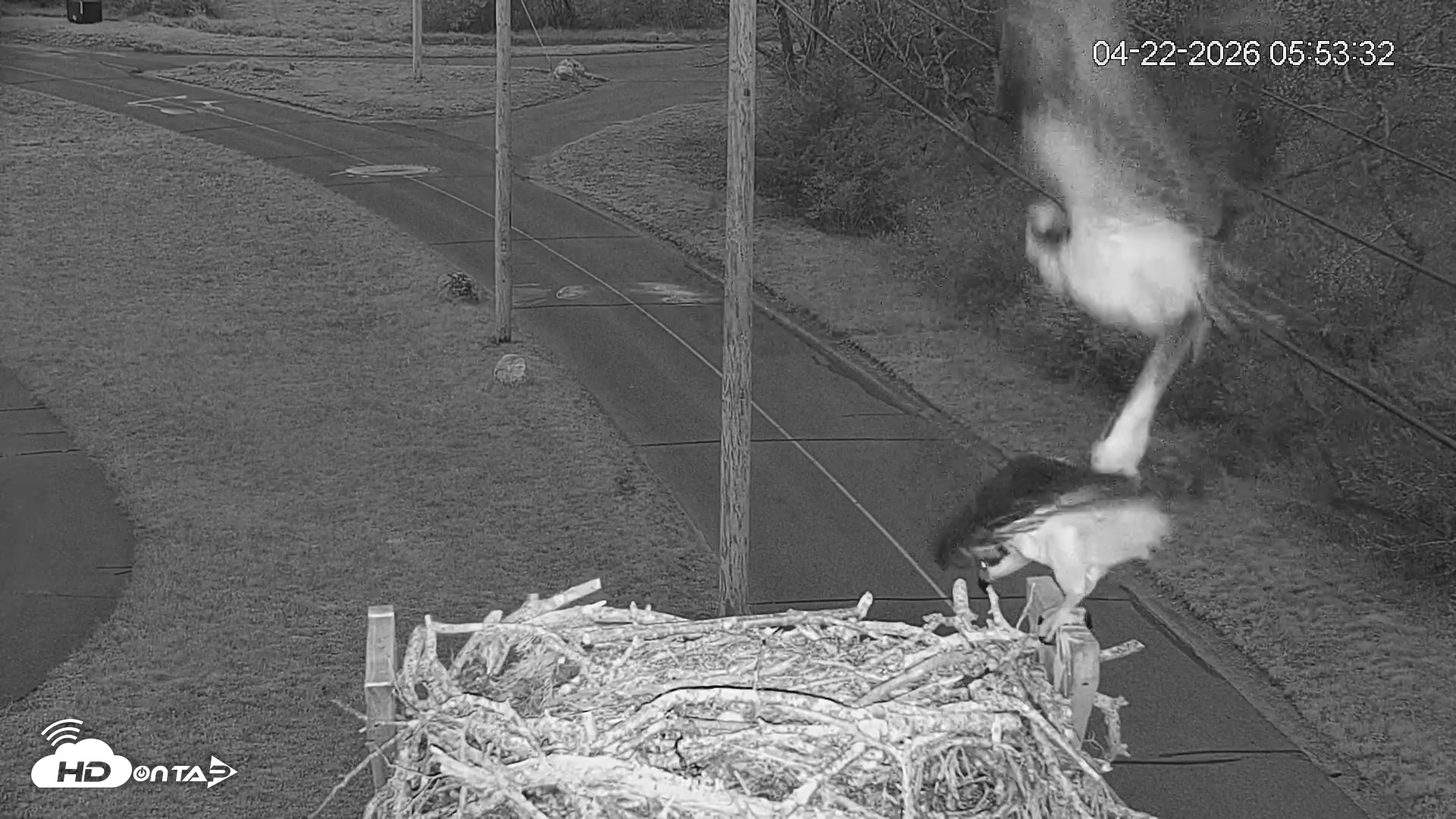 Snapshot of Fishers Island Middle Farms Ospreys Live Webcam taken Apr 22, 2026, 7:24am EDT