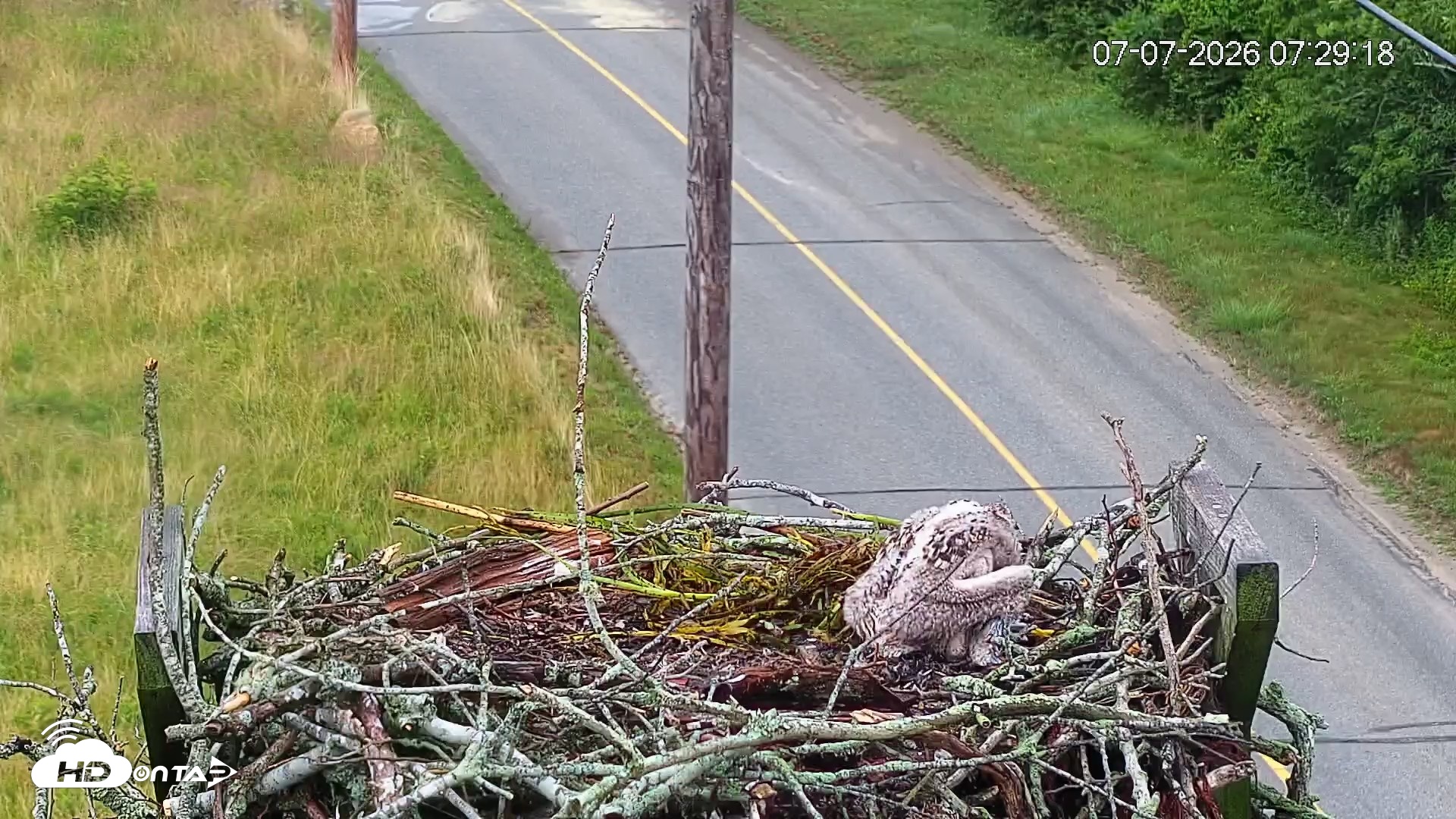 Snapshot of Fishers Island Middle Farms Ospreys Live Webcam taken Jul 7, 2026, 7:30am EDT