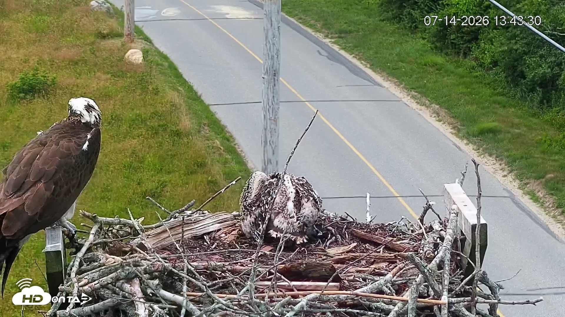 Snapshot of Fishers Island Middle Farms Ospreys Live Webcam taken Jul 14, 2026, 1:44pm EDT