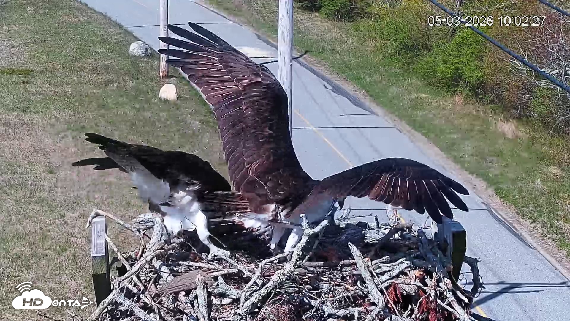 Snapshot of Fishers Island Middle Farms Ospreys Live Webcam taken May 3, 2026, 11:03am EDT