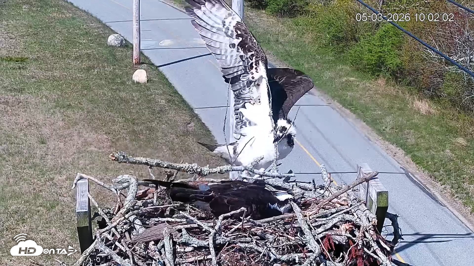 Snapshot of Fishers Island Middle Farms Ospreys Live Webcam taken May 3, 2026, 11:02am EDT