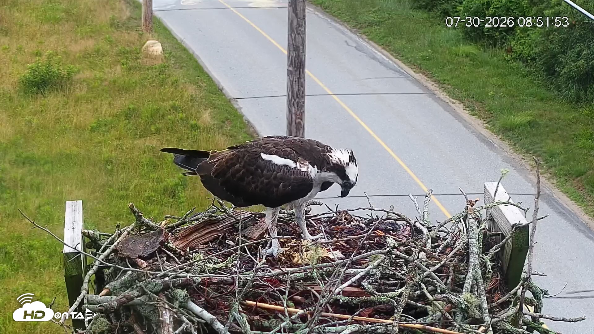 Snapshot of Fishers Island Middle Farms Ospreys Live Webcam taken Jul 30, 2026, 9:05am EDT