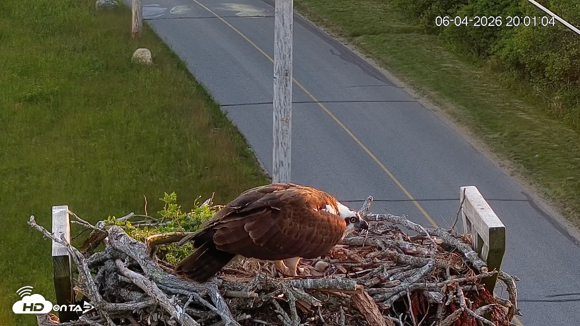 Snapshot of Fishers Island Middle Farms Ospreys Live Webcam taken Jun 4, 2026, 8:01pm EDT
