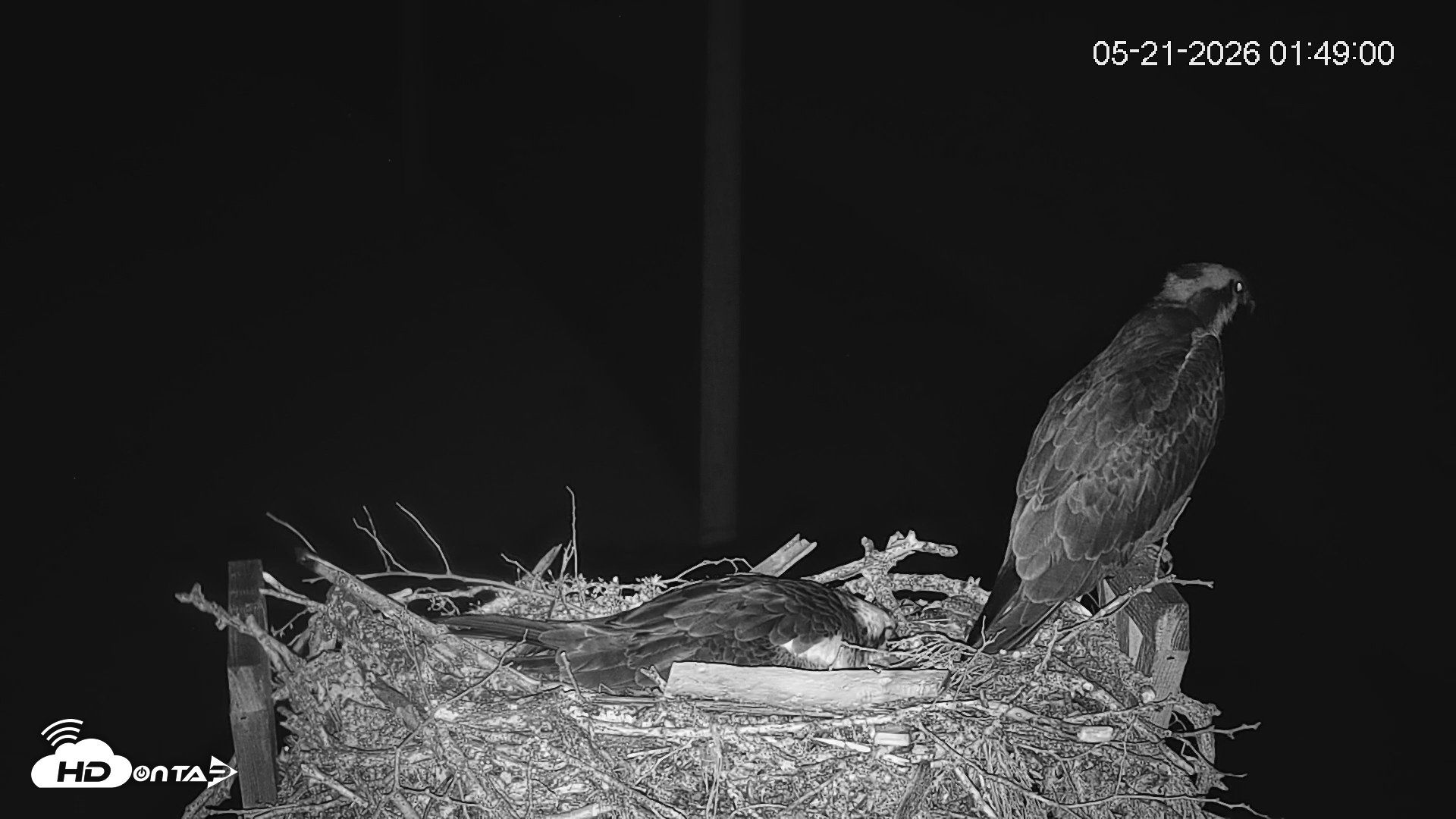 Snapshot of Fishers Island Middle Farms Ospreys Live Webcam taken May 21, 2026, 1:49am EDT