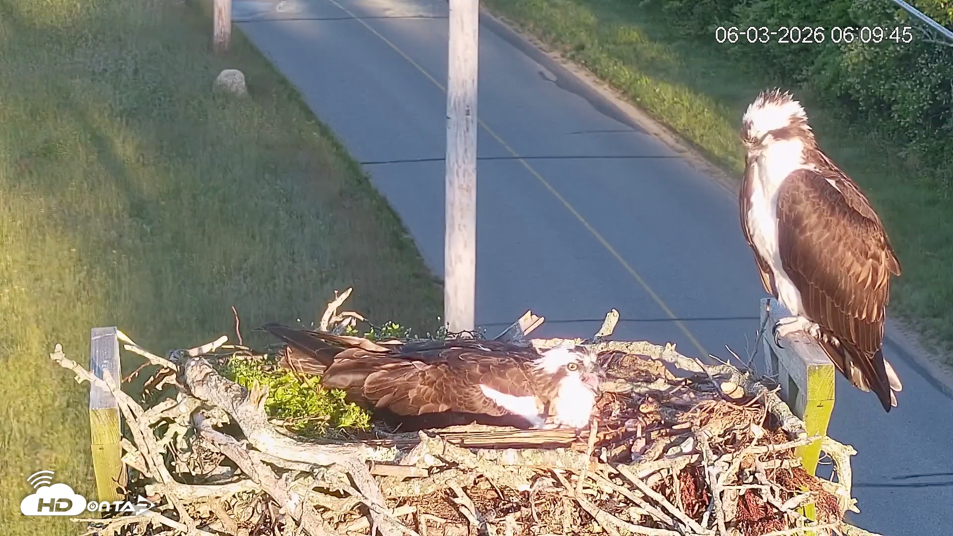 Snapshot of Fishers Island Middle Farms Ospreys Live Webcam taken Jun 3, 2026, 6:10am EDT