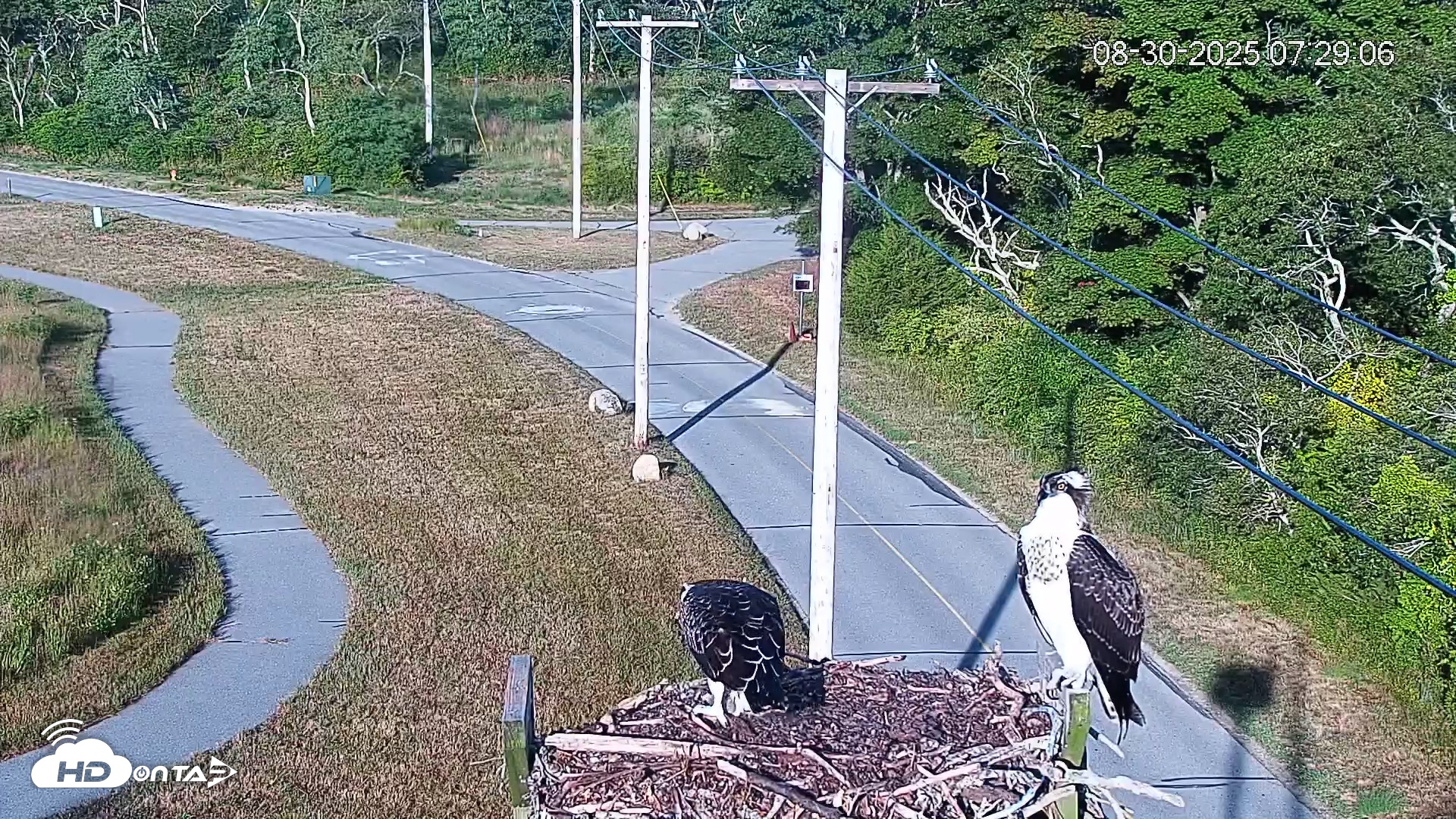 Snapshot of Fishers Island Middle Farms Ospreys Live Webcam taken Aug 30, 2025, 7:29am EDT