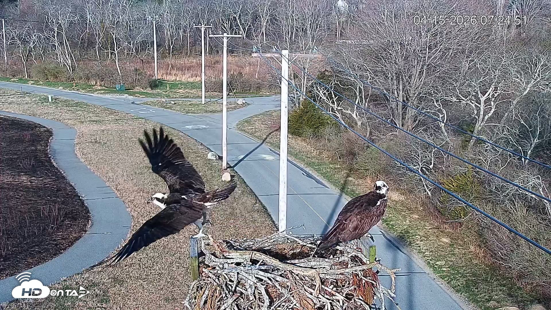 Snapshot of Fishers Island Middle Farms Ospreys Live Webcam taken Apr 15, 2026, 8:03am EDT