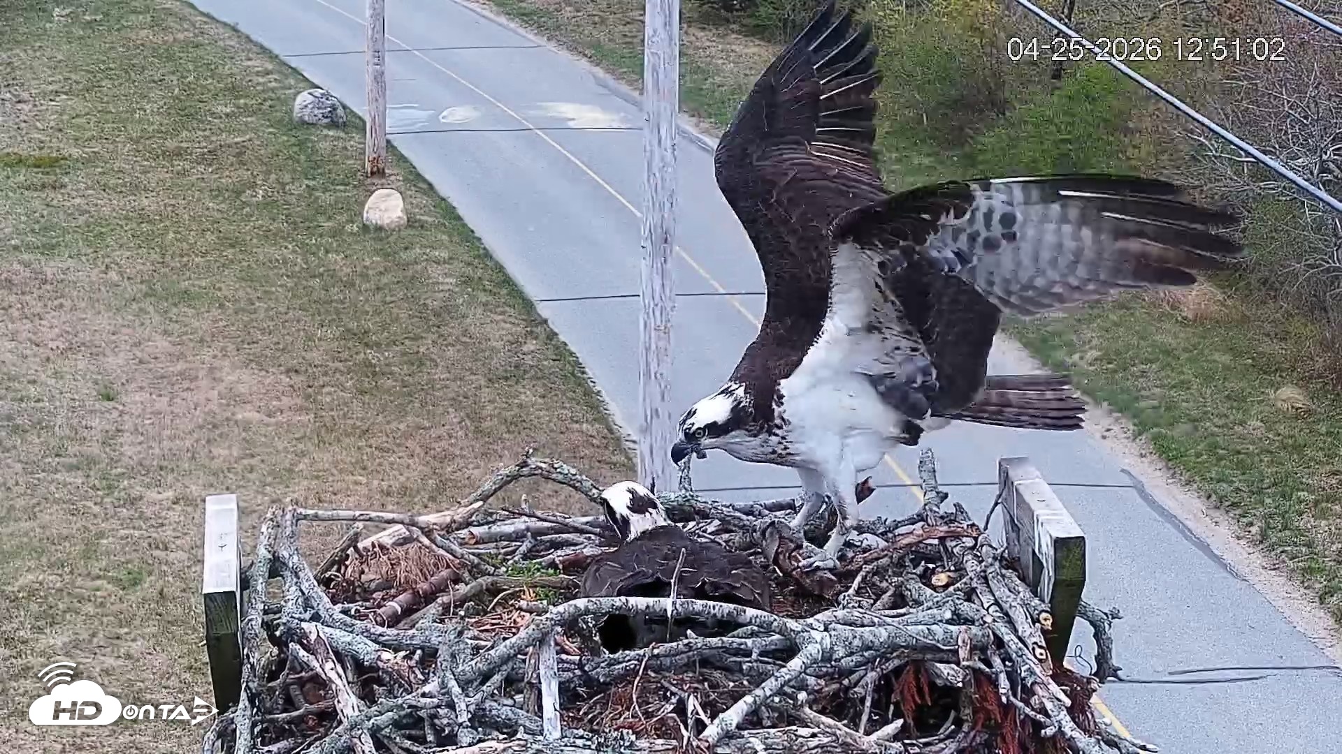 Snapshot of Fishers Island Middle Farms Ospreys Live Webcam taken Apr 25, 2026, 12:51pm EDT