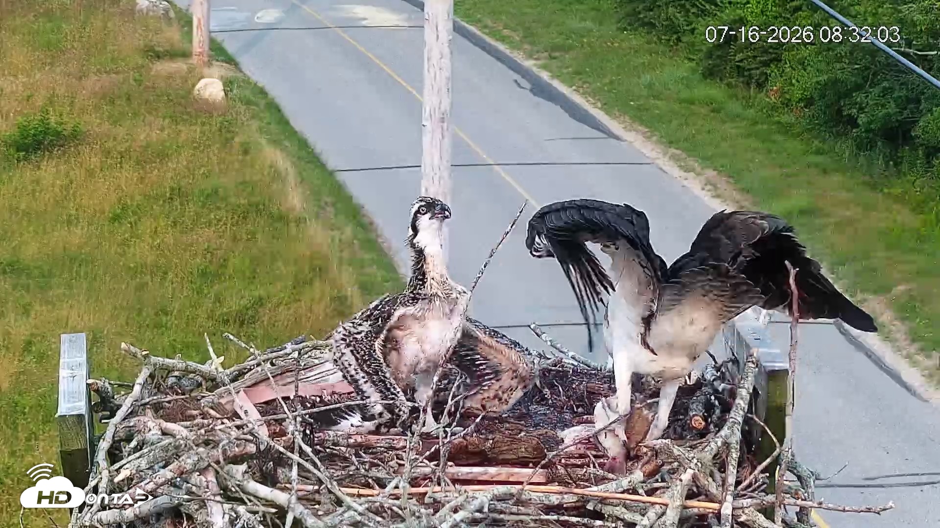 Snapshot of Fishers Island Middle Farms Ospreys Live Webcam taken Jul 16, 2026, 8:38am EDT
