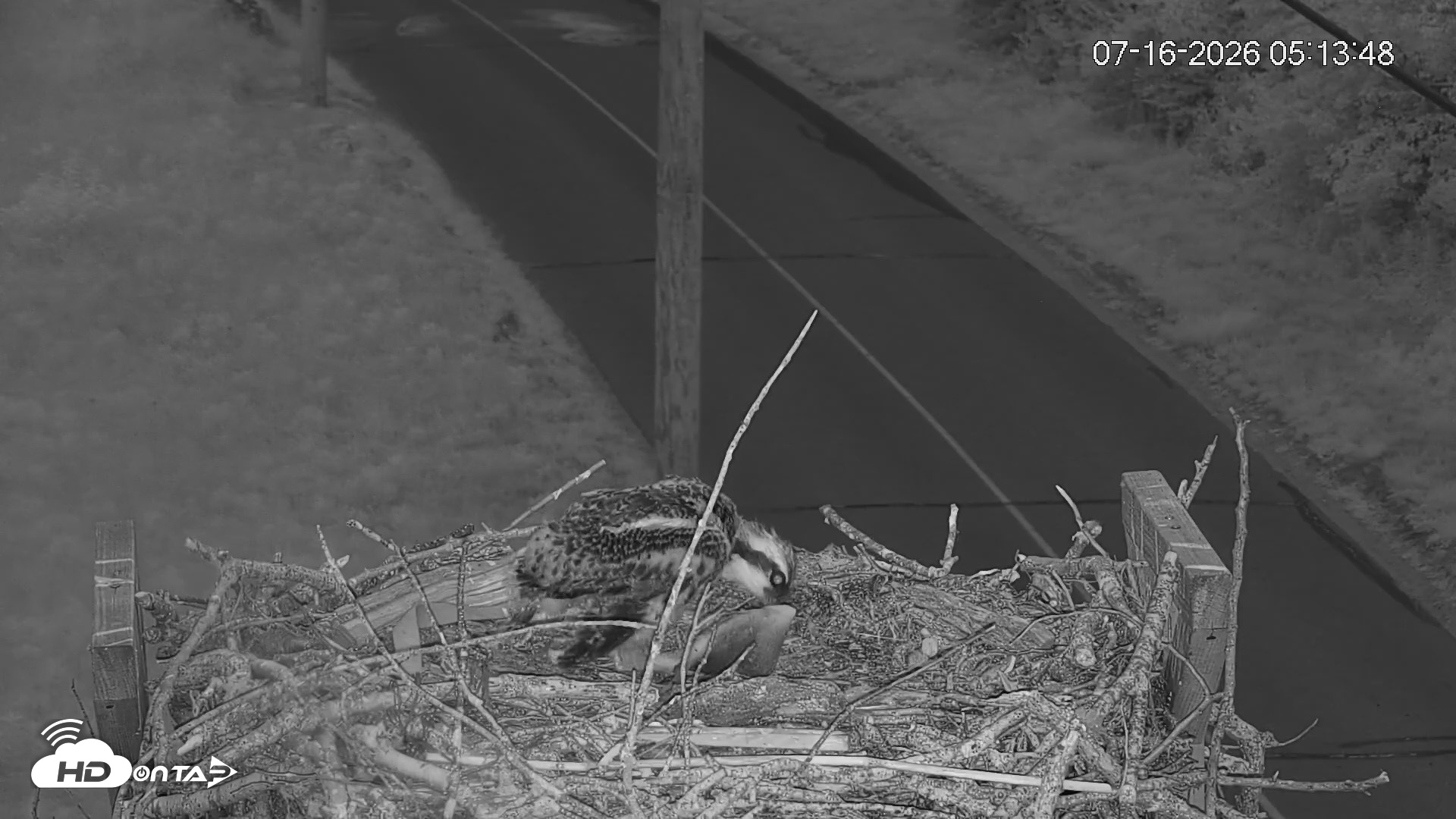 Snapshot of Fishers Island Middle Farms Ospreys Live Webcam taken Jul 16, 2026, 5:14am EDT