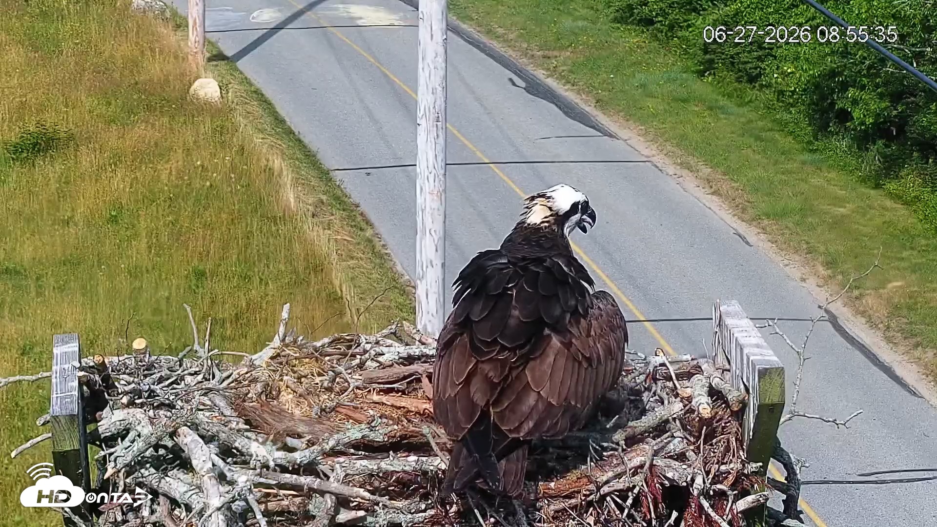 Snapshot of Fishers Island Middle Farms Ospreys Live Webcam taken Jun 27, 2026, 8:56am EDT