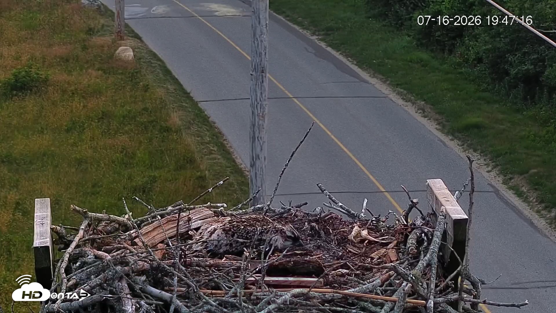 Snapshot of Fishers Island Middle Farms Ospreys Live Webcam taken Jul 16, 2026, 7:49pm EDT