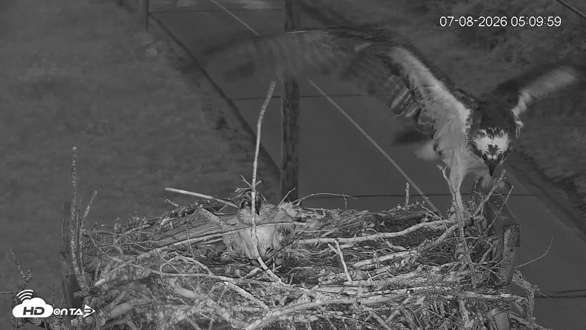 Snapshot of Fishers Island Middle Farms Ospreys Live Webcam taken Jul 8, 2026, 2:20pm EDT