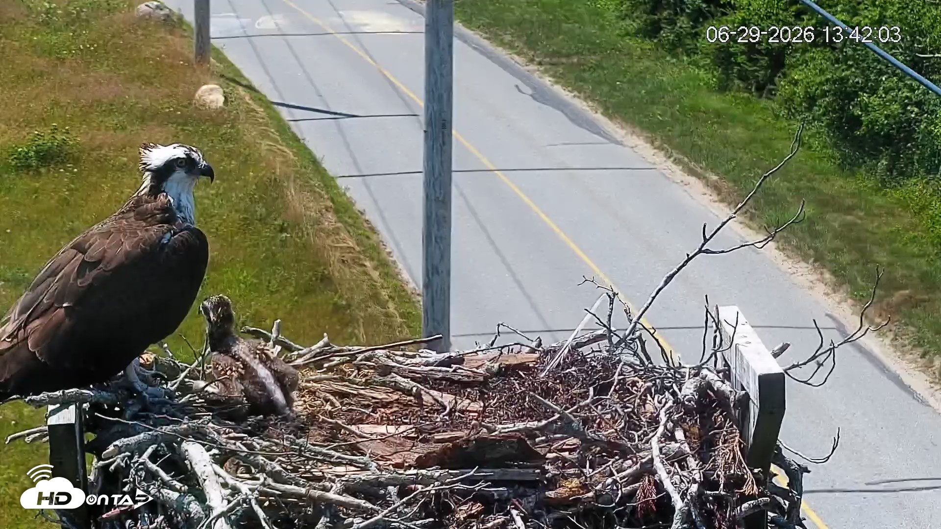 Snapshot of Fishers Island Middle Farms Ospreys Live Webcam taken Jun 29, 2026, 1:42pm EDT