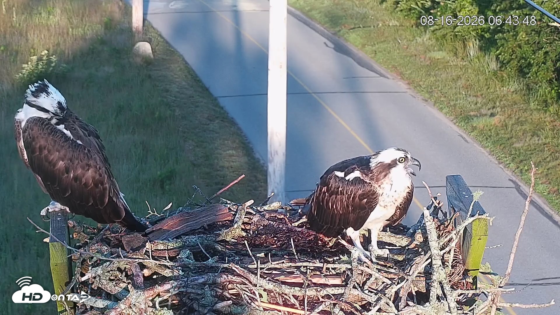 Snapshot of Fishers Island Middle Farms Ospreys Live Webcam taken Aug 16, 2026, 6:53am EDT