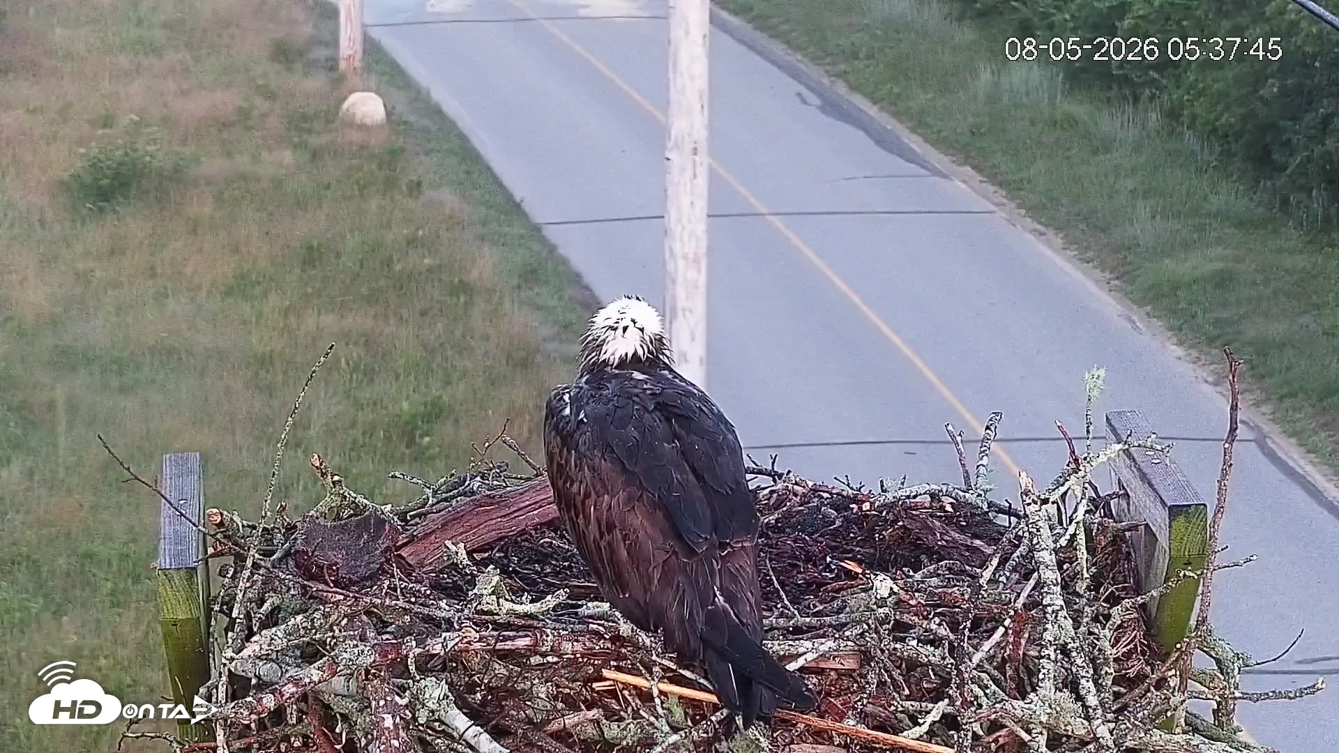 Snapshot of Fishers Island Middle Farms Ospreys Live Webcam taken Aug 5, 2026, 5:38am EDT