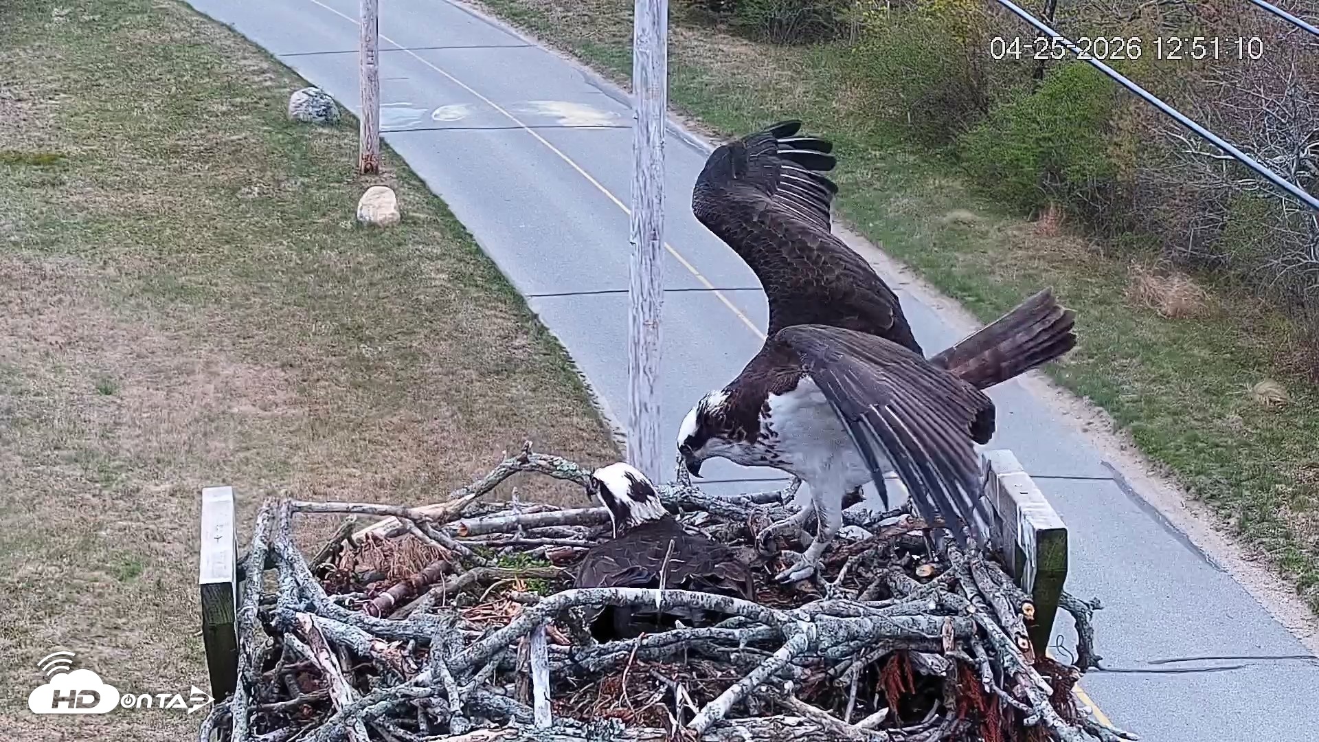 Snapshot of Fishers Island Middle Farms Ospreys Live Webcam taken Apr 25, 2026, 12:52pm EDT