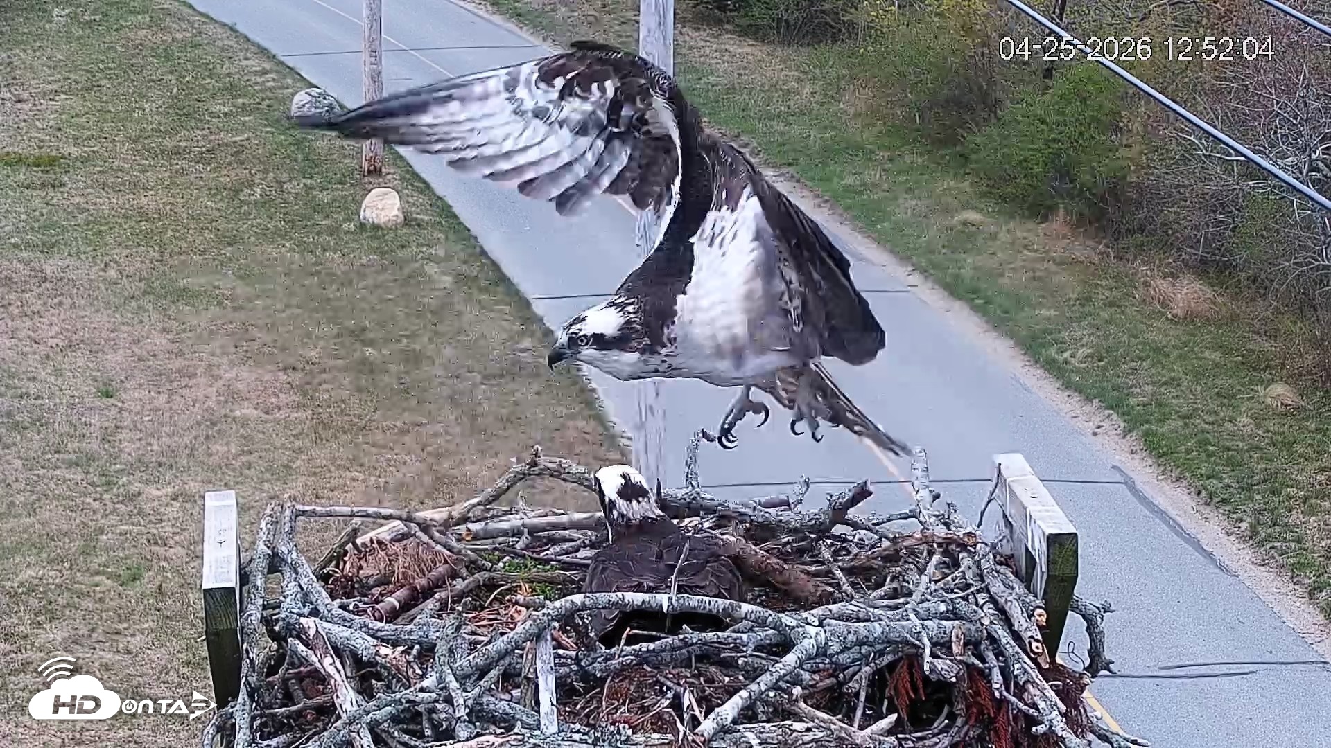 Snapshot of Fishers Island Middle Farms Ospreys Live Webcam taken Apr 25, 2026, 12:58pm EDT