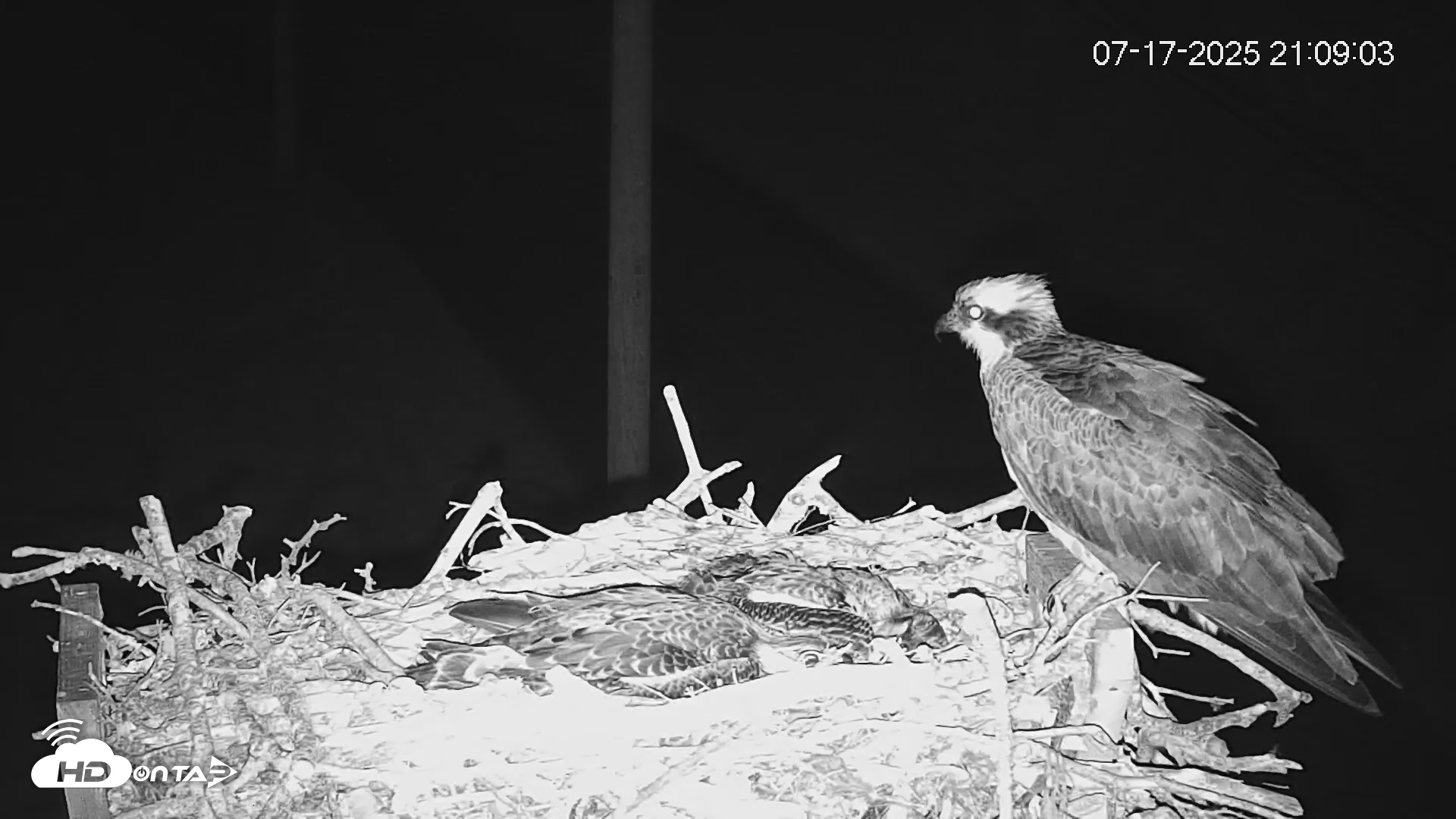 Snapshot of Fishers Island Middle Farms Ospreys Live Webcam taken Jul 17, 2025, 11:12pm EDT
