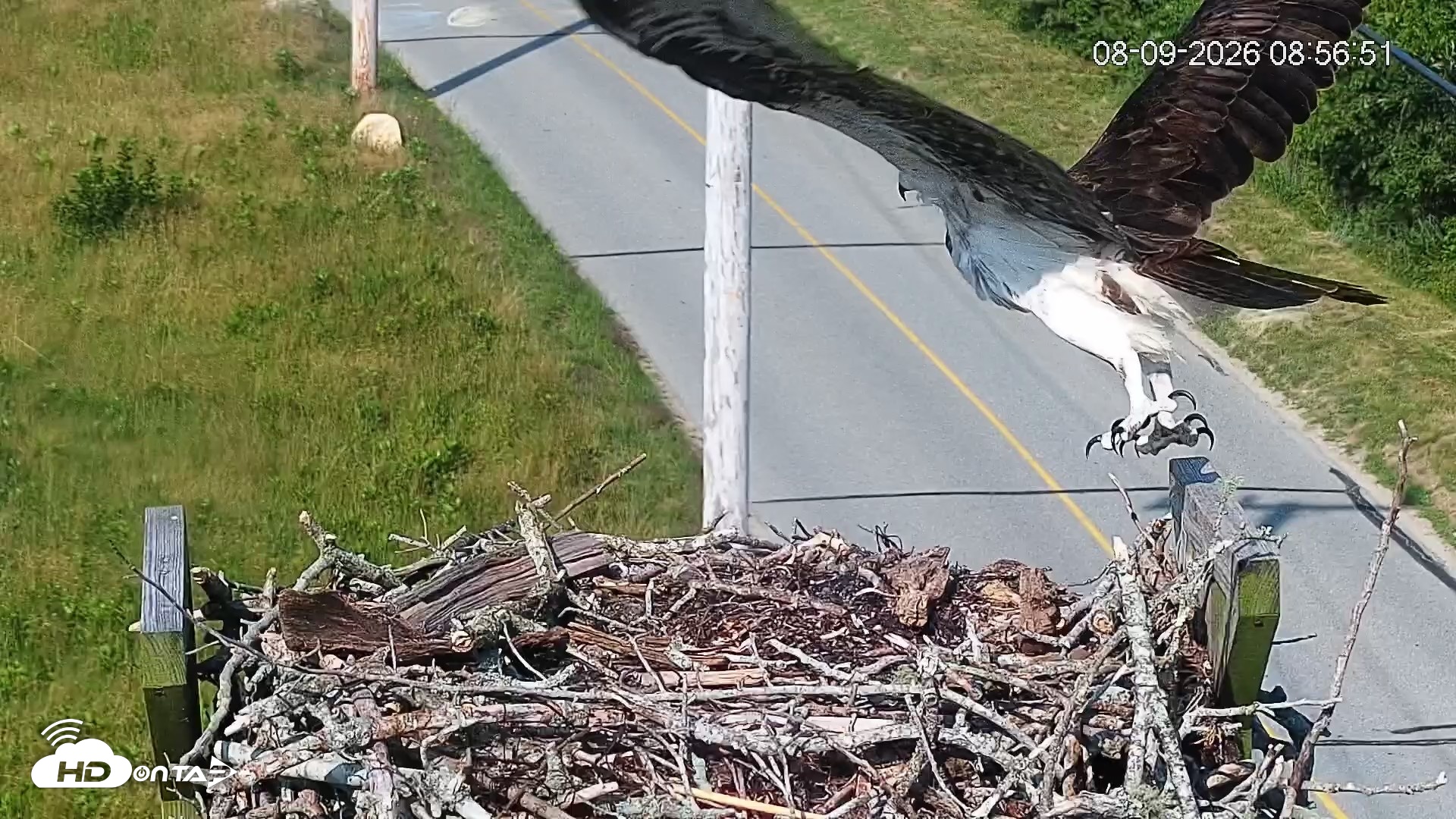 Snapshot of Fishers Island Middle Farms Ospreys Live Webcam taken Aug 9, 2026, 9:01am EDT