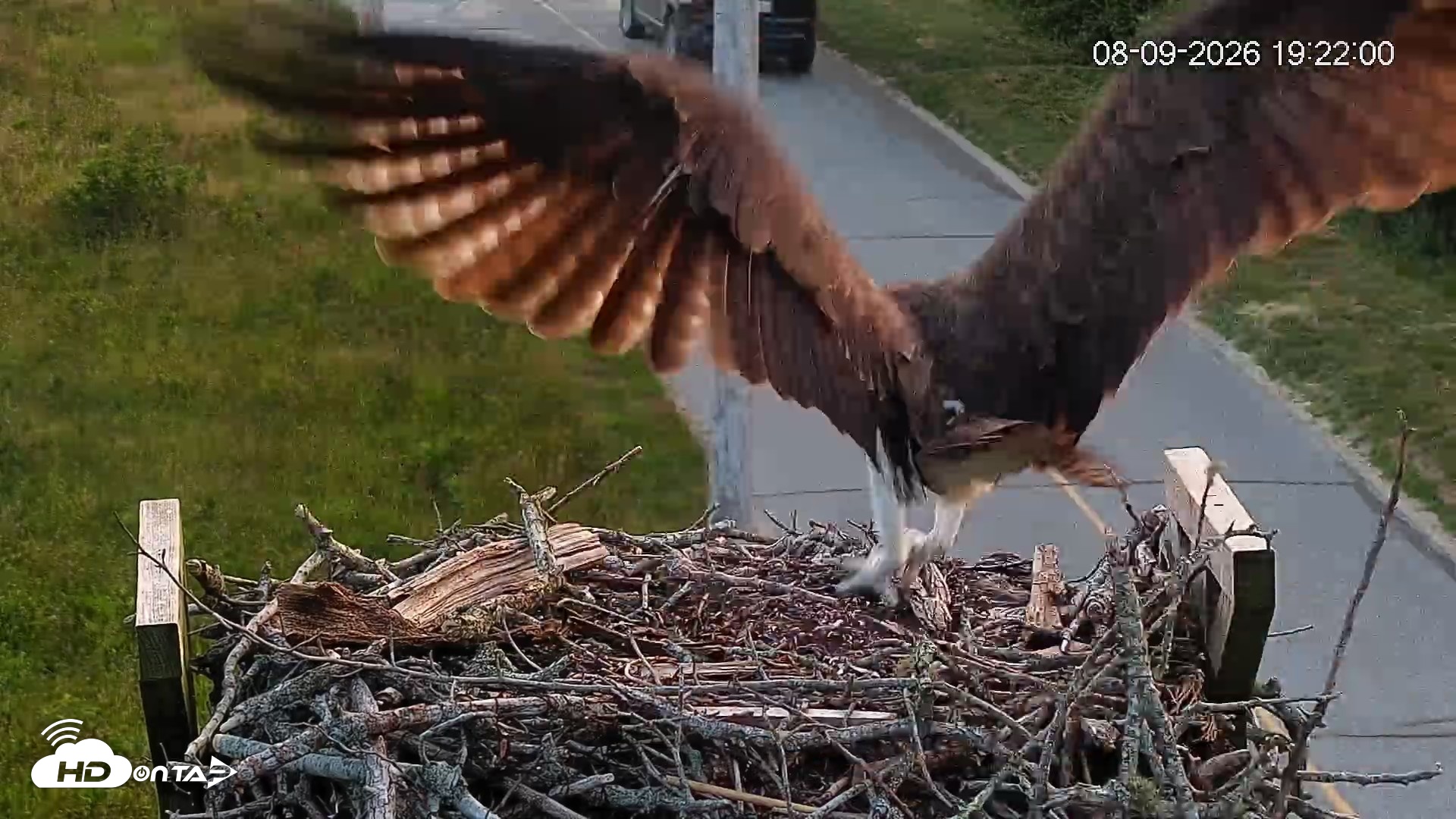Snapshot of Fishers Island Middle Farms Ospreys Live Webcam taken Aug 10, 2026, 4:51am EDT