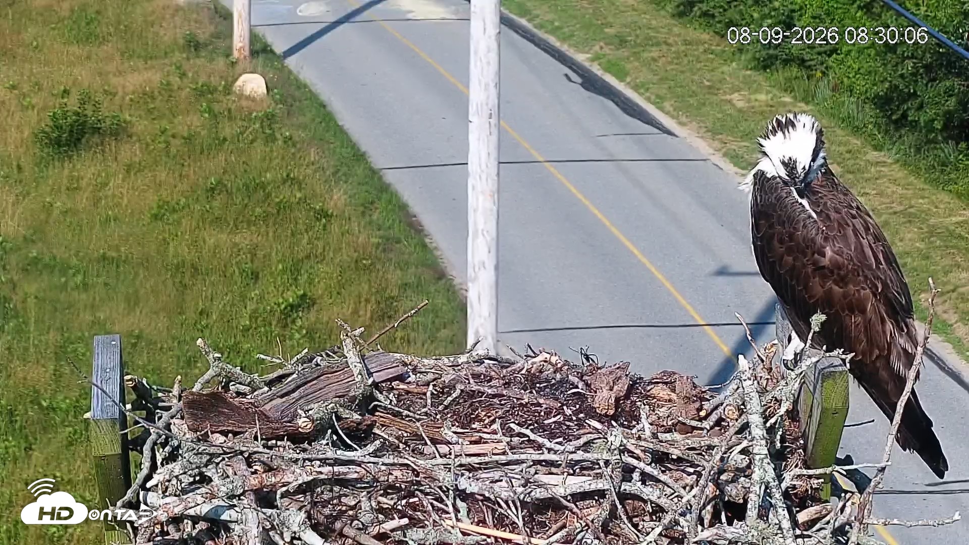 Snapshot of Fishers Island Middle Farms Ospreys Live Webcam taken Aug 9, 2026, 8:30am EDT