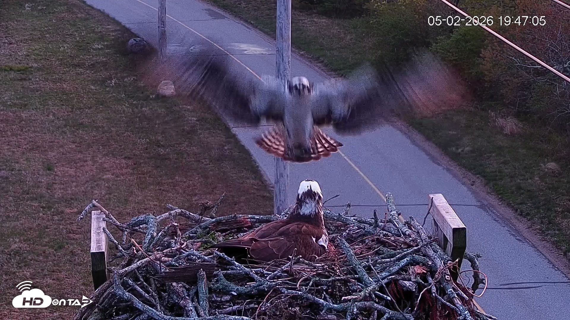 Snapshot of Fishers Island Middle Farms Ospreys Live Webcam taken May 2, 2026, 8:46pm EDT