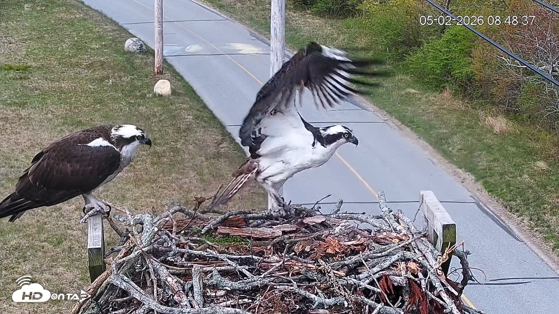 Snapshot of Fishers Island Middle Farms Ospreys Live Webcam taken May 2, 2026, 9:09am EDT